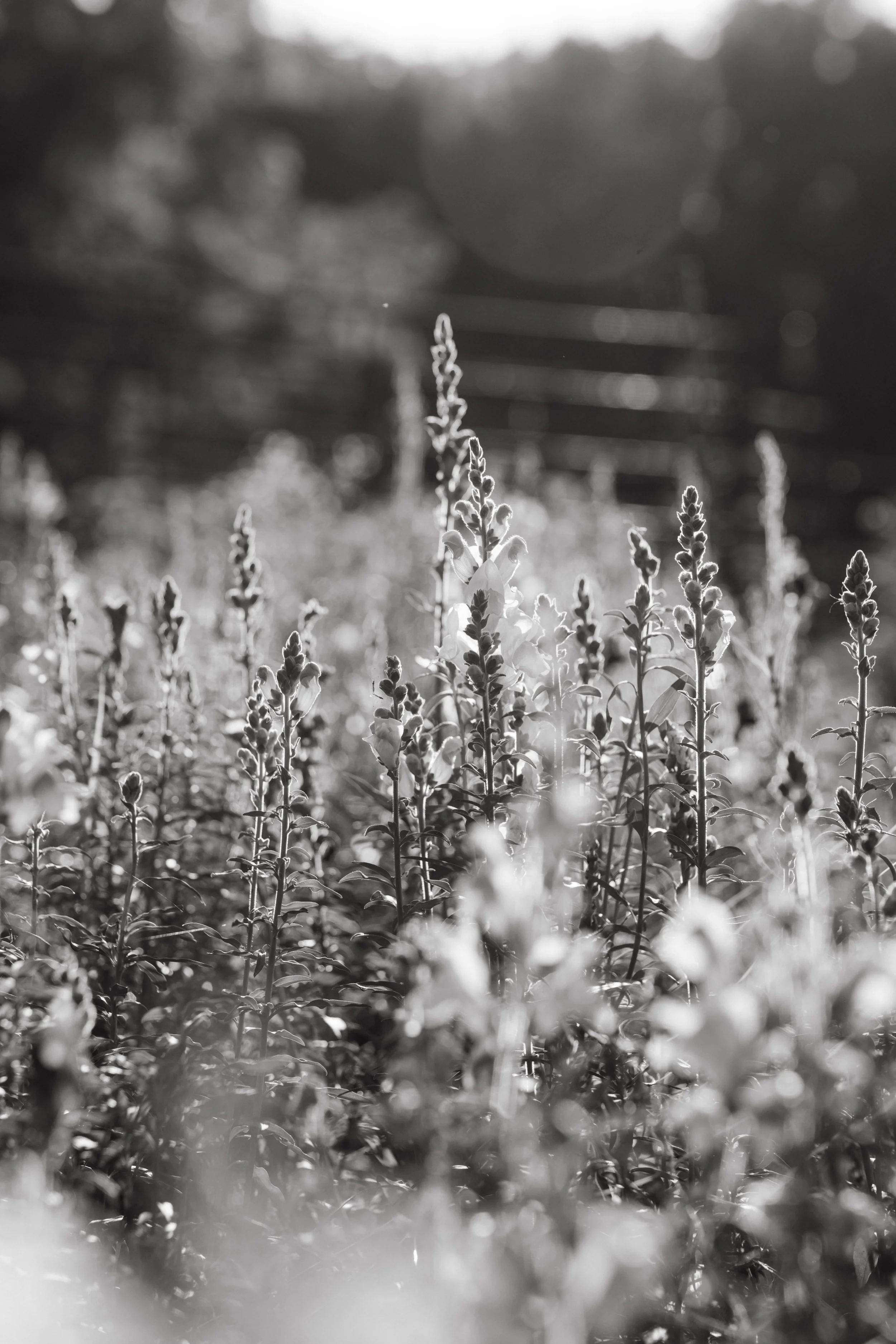 Close-up black and white photo of blooming flowers in a field with sunlight shining on them, blurred background.