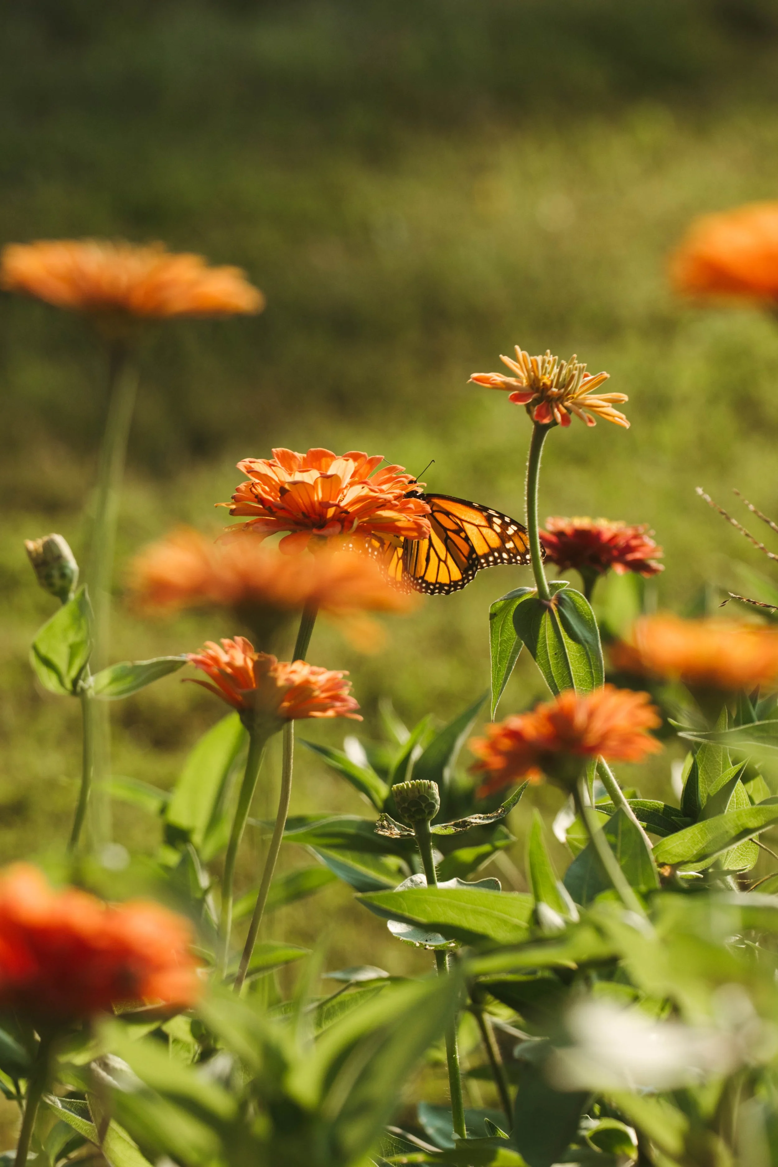 A butterfly perched on an orange flower in a garden with several similar flowers and green leaves.