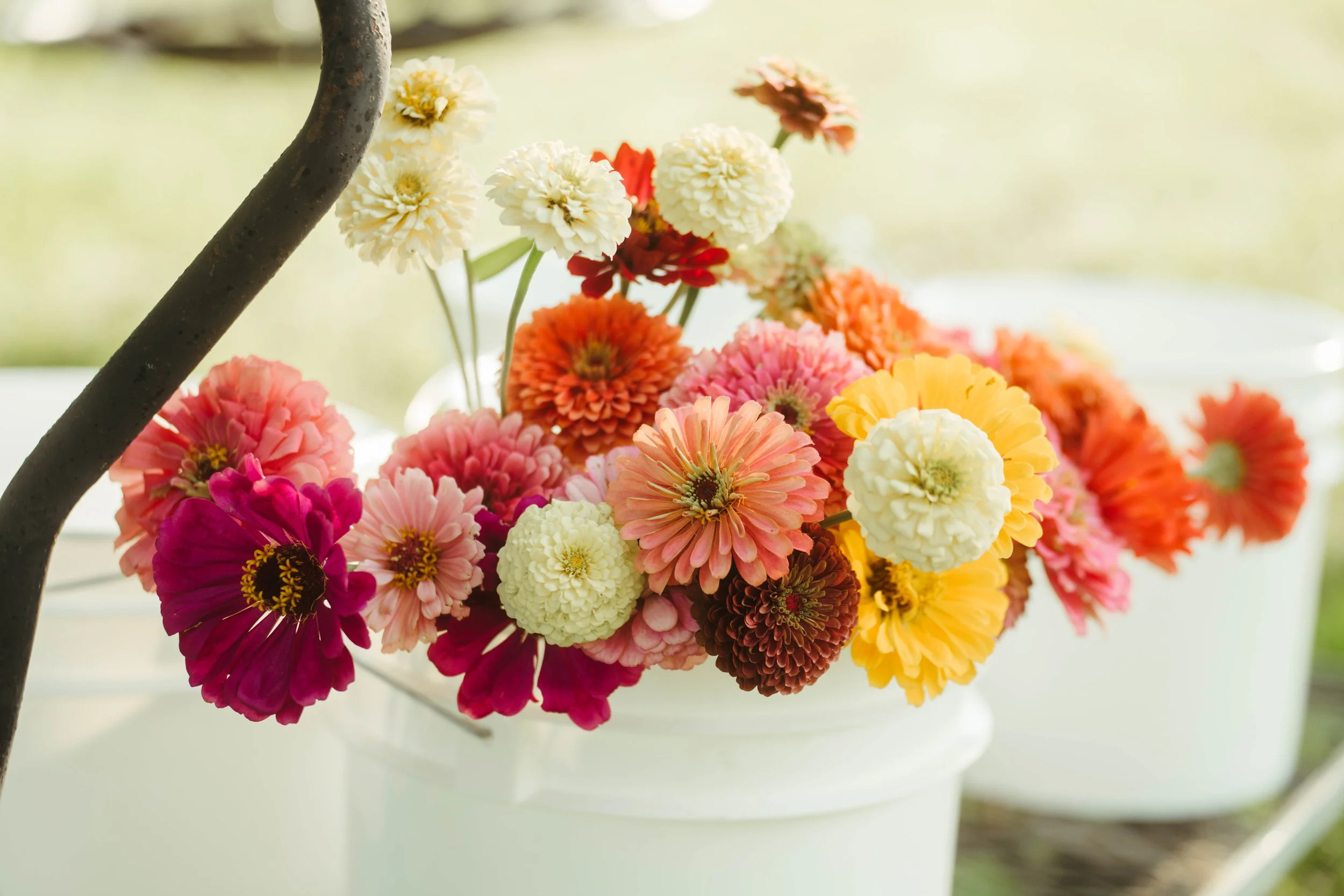 Colorful bouquet of various flowers in white containers on a bright surface.