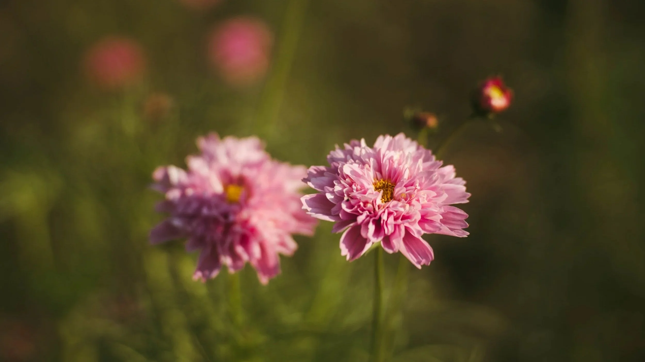 Close-up of pink flowers with yellow centers in a natural outdoor setting, blurred green background.