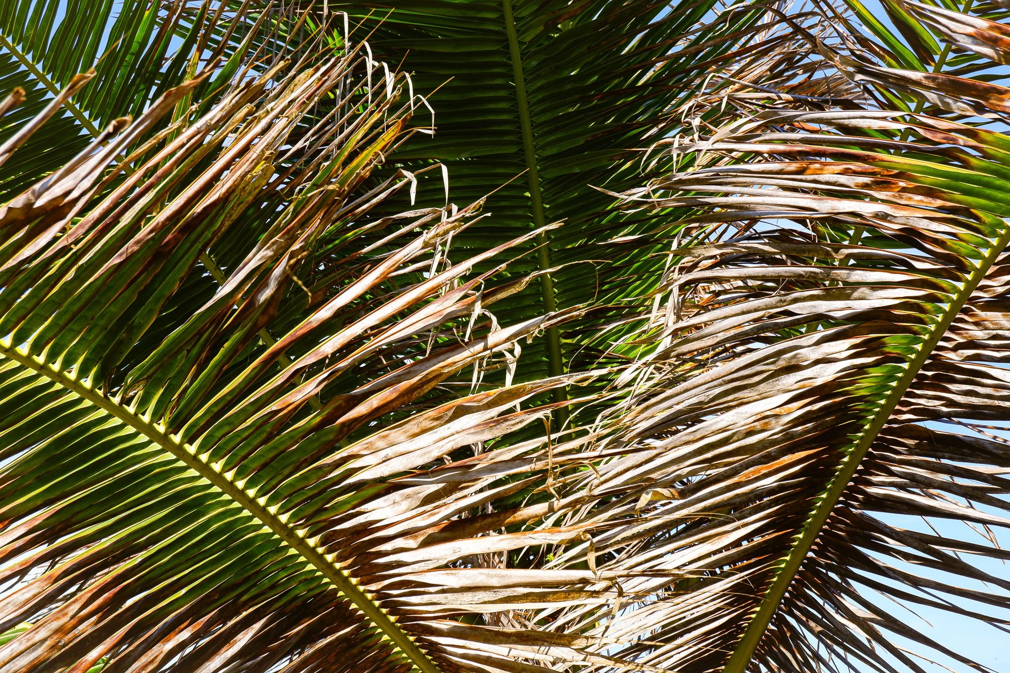 Close-up of palm tree leaves with some green and brown fronds against a blue sky.