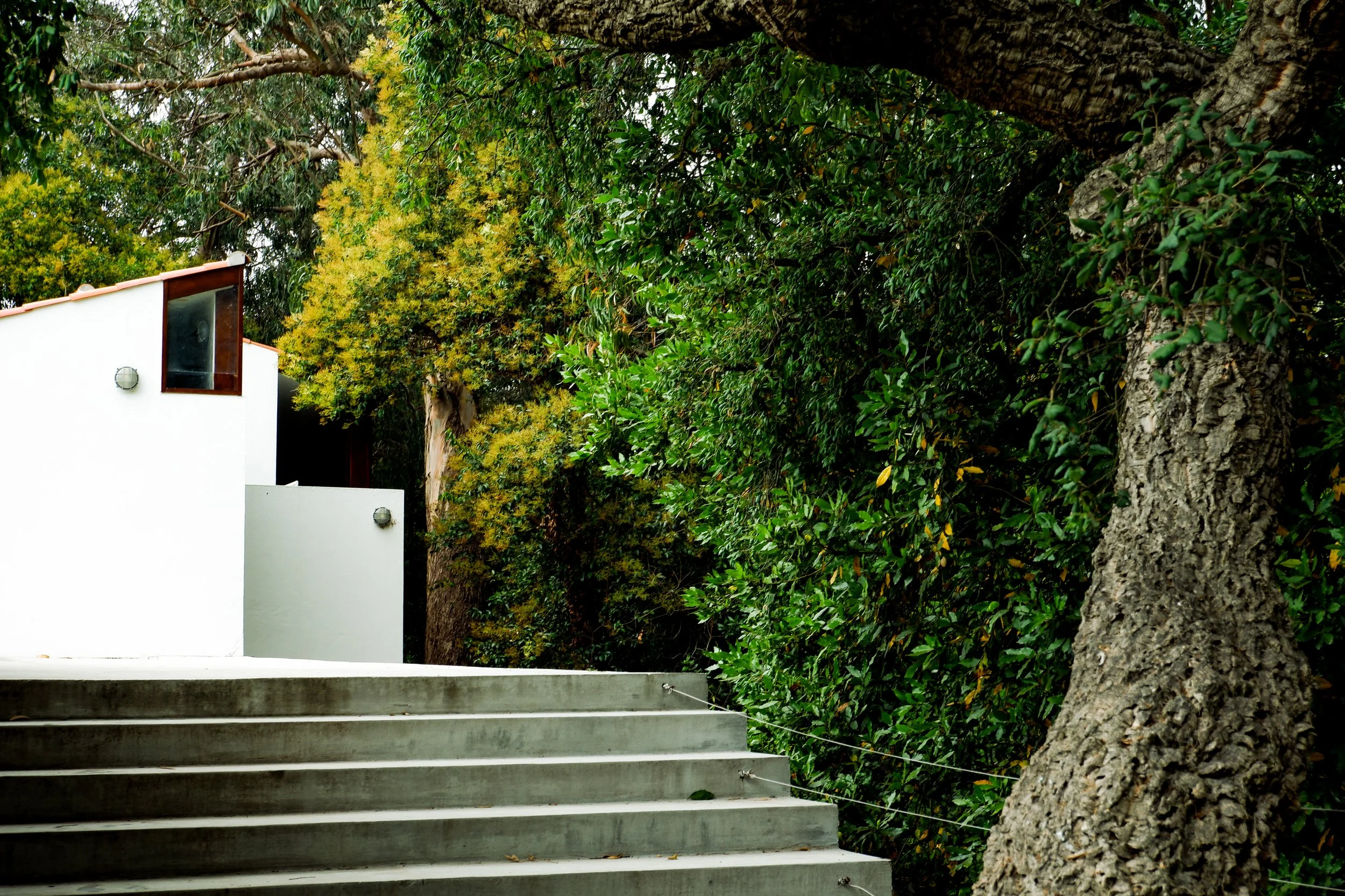 Concrete stairs next to a large tree with green foliage, and a modern white building with a small window and exterior lights.
