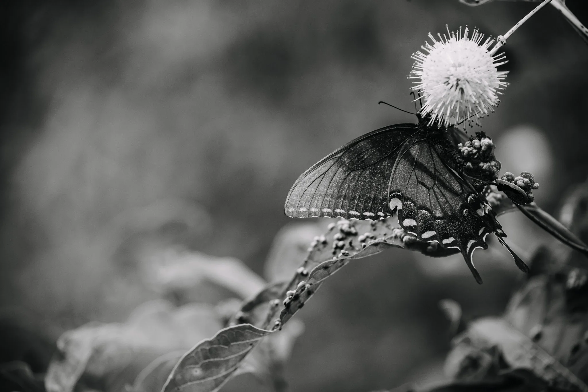 The Monochrome Project 2026