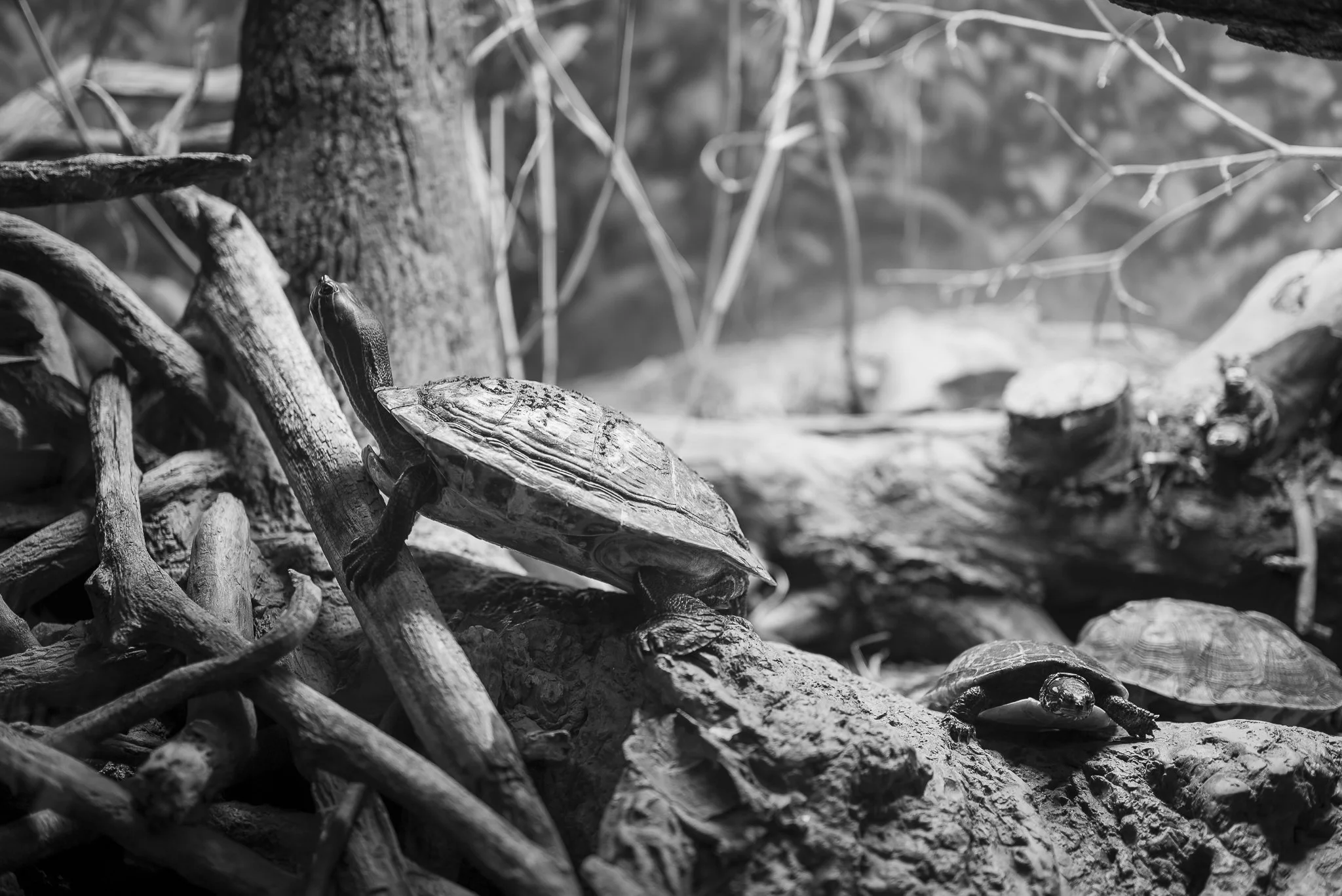 Aquarium No WM-07.jpg