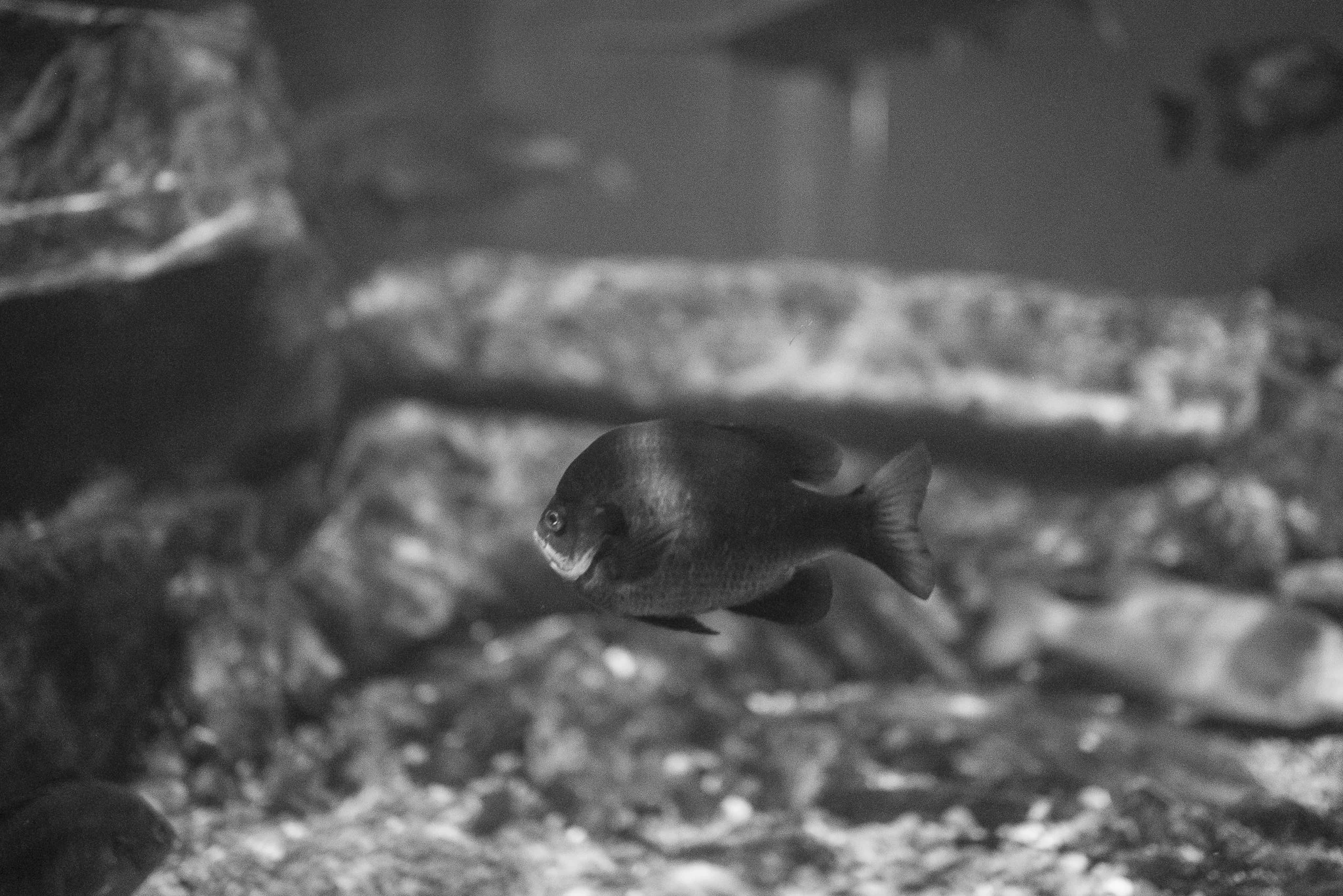 Aquarium No WM-18.jpg