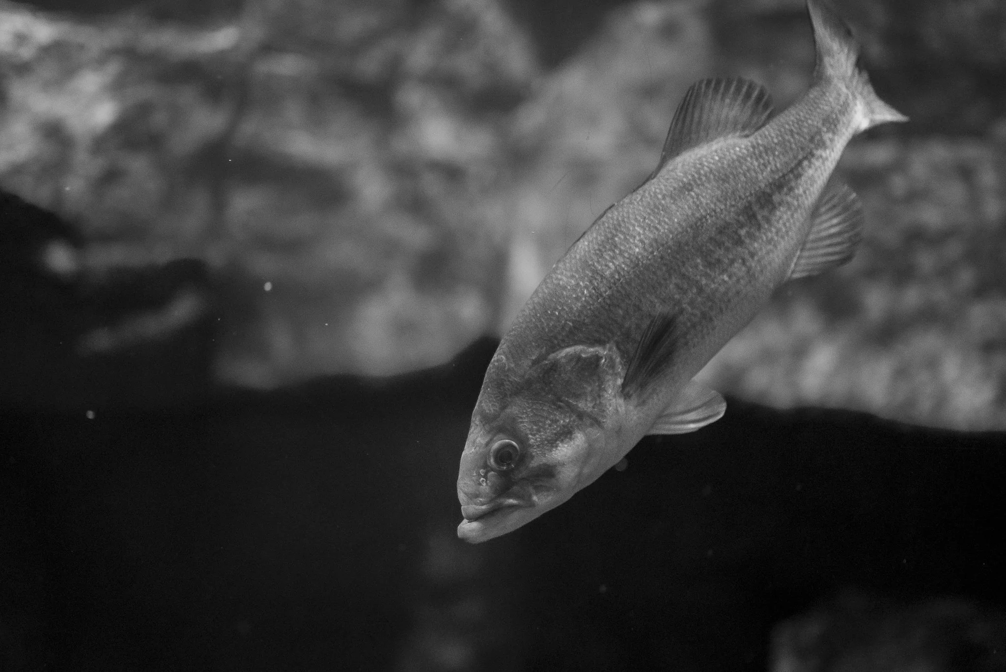 Aquarium No WM-19.jpg