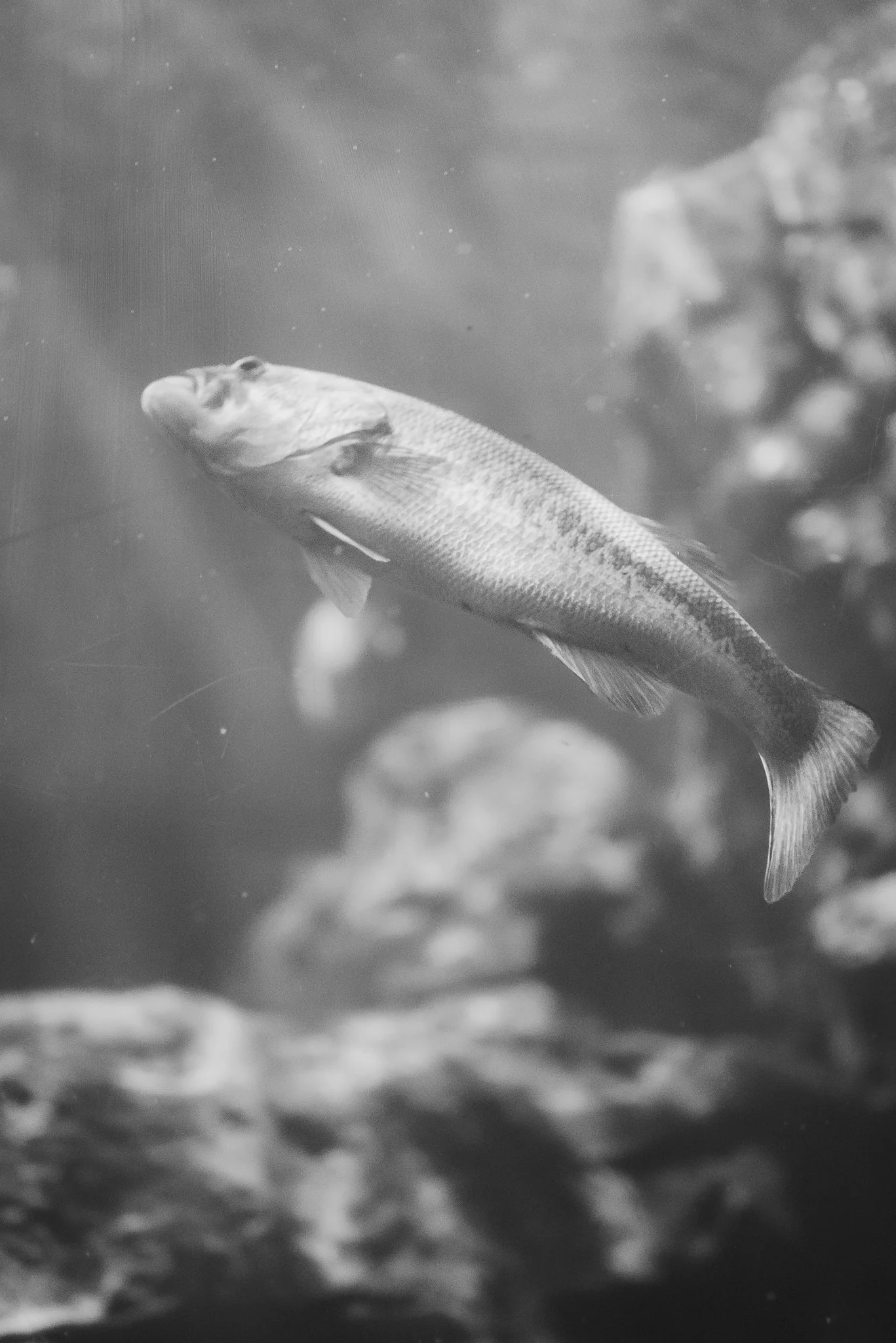 Aquarium No WM-21.jpg