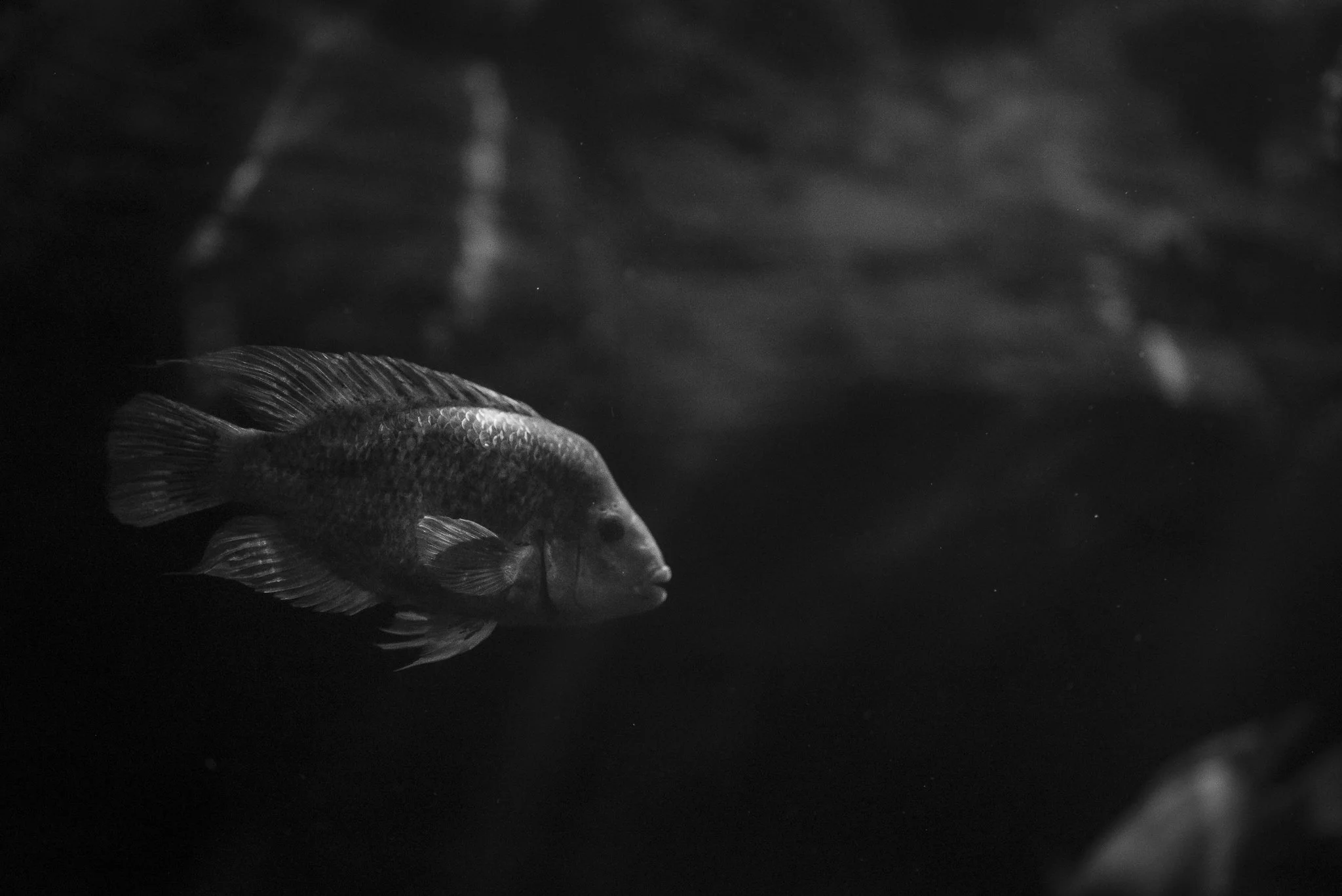 Aquarium No WM-27.jpg