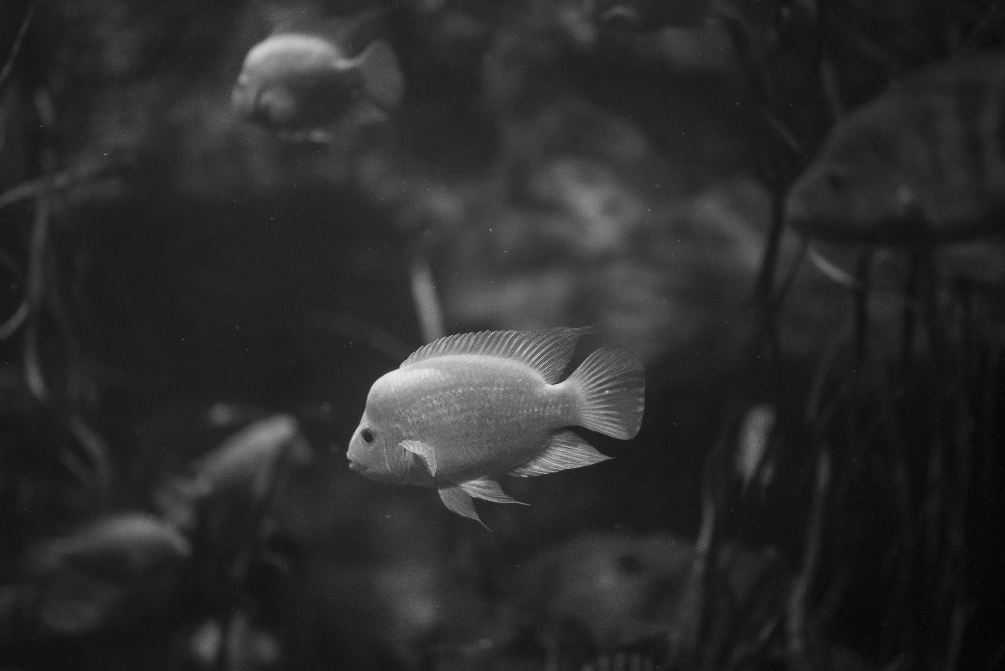 Aquarium No WM-28.jpg