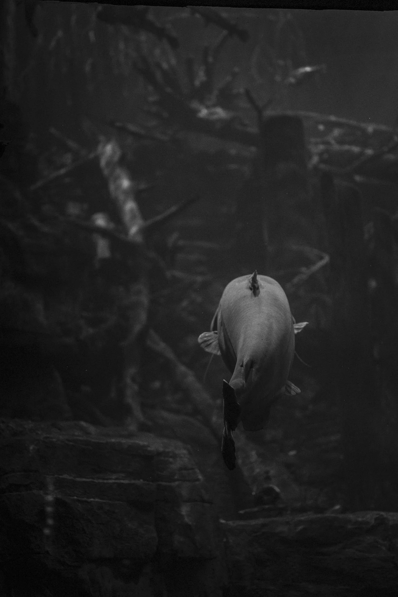 Aquarium No WM-31.jpg