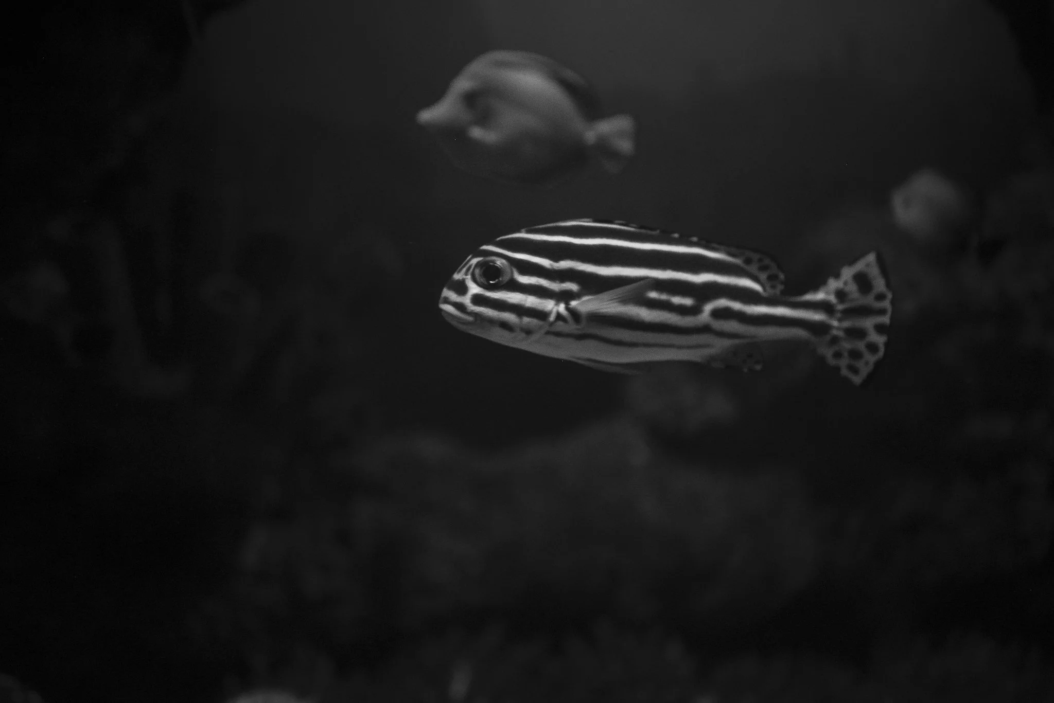 Aquarium No WM-56.jpg