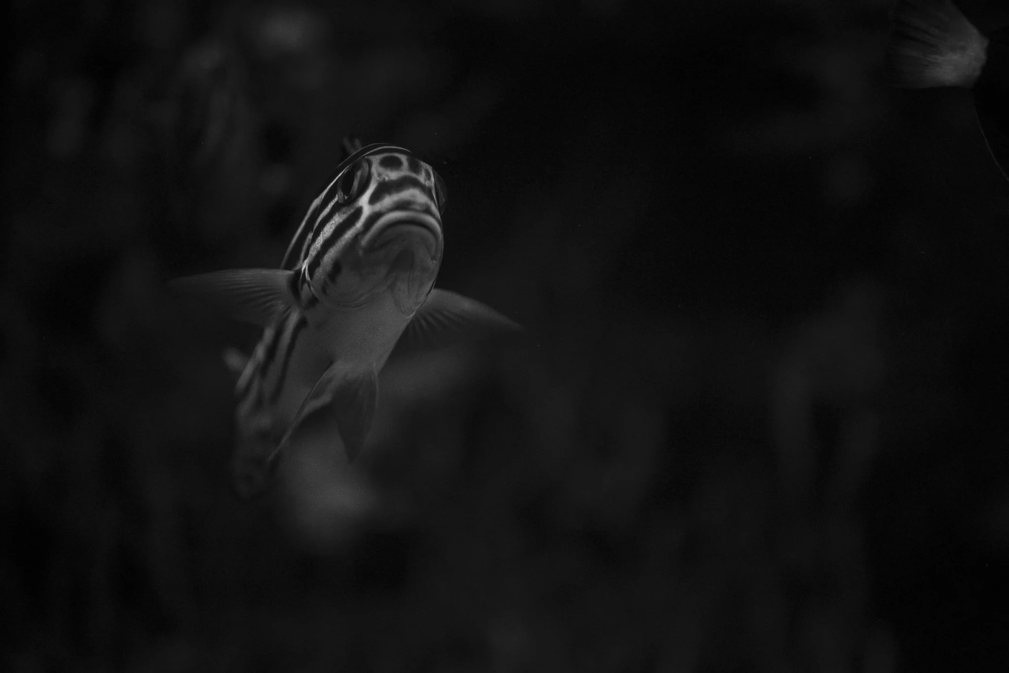 Aquarium No WM-57.jpg