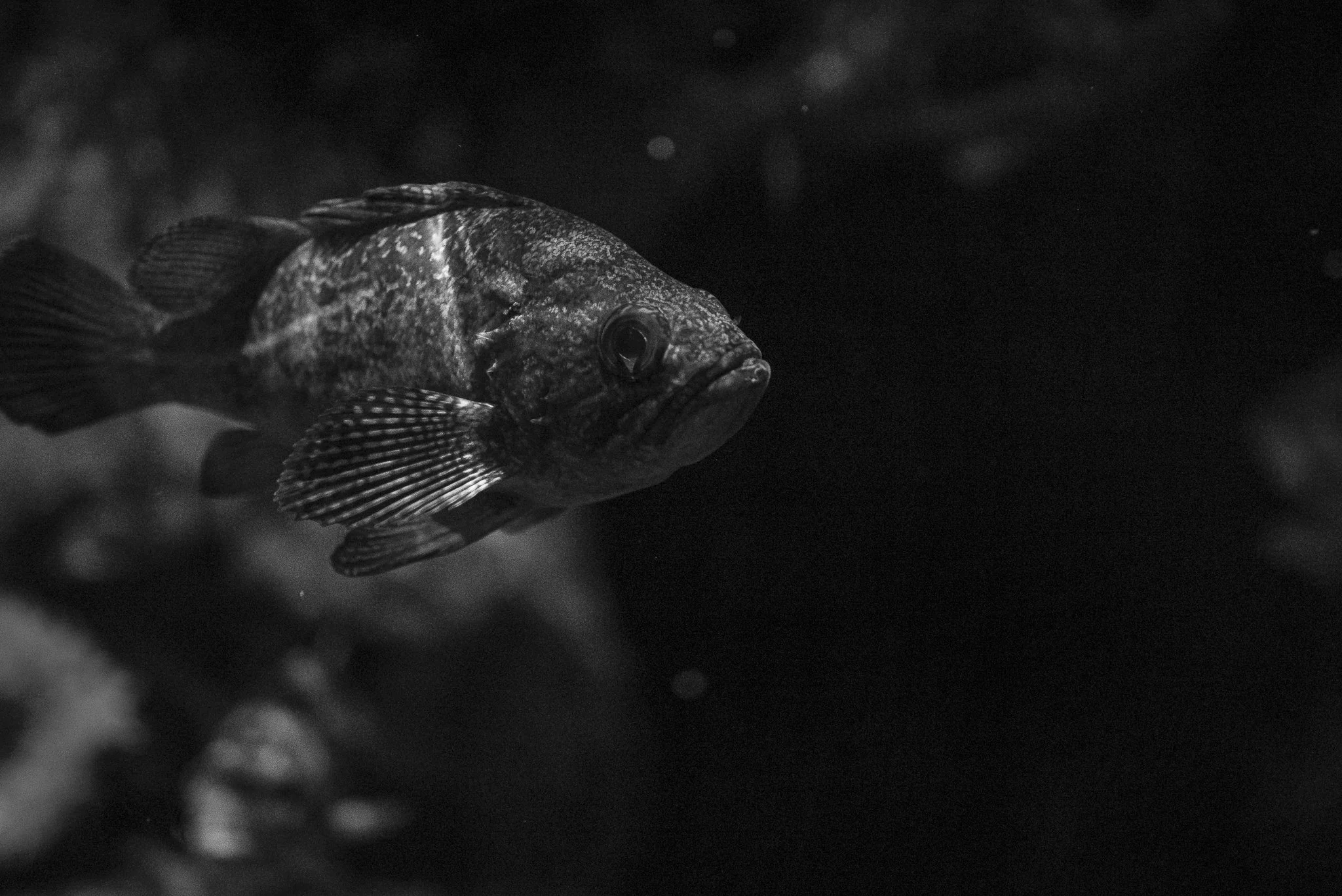 Aquarium No WM-58.jpg