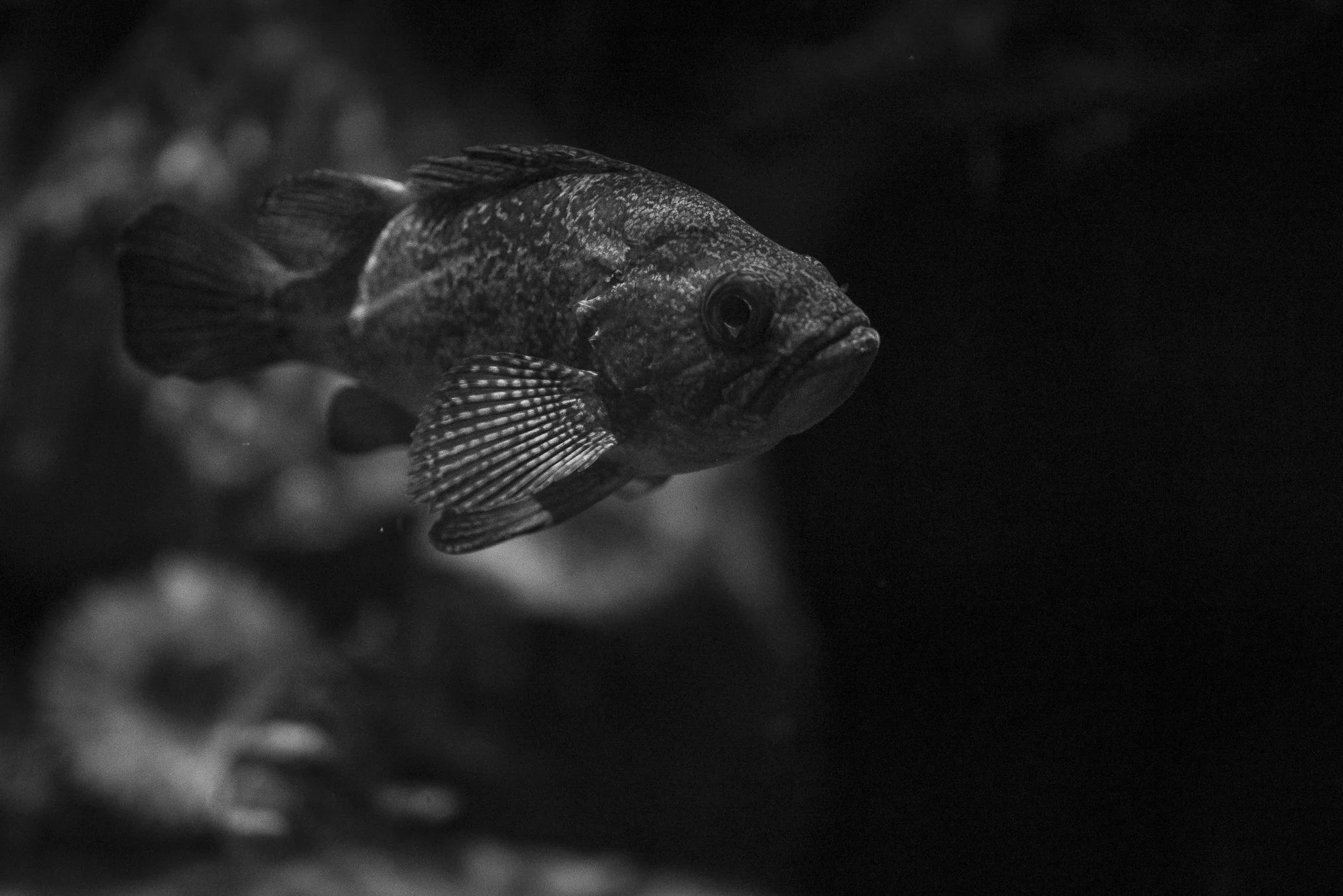 Aquarium No WM-59.jpg