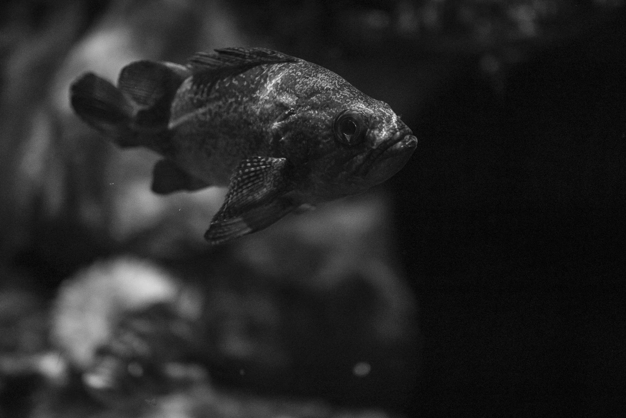 Aquarium No WM-60.jpg