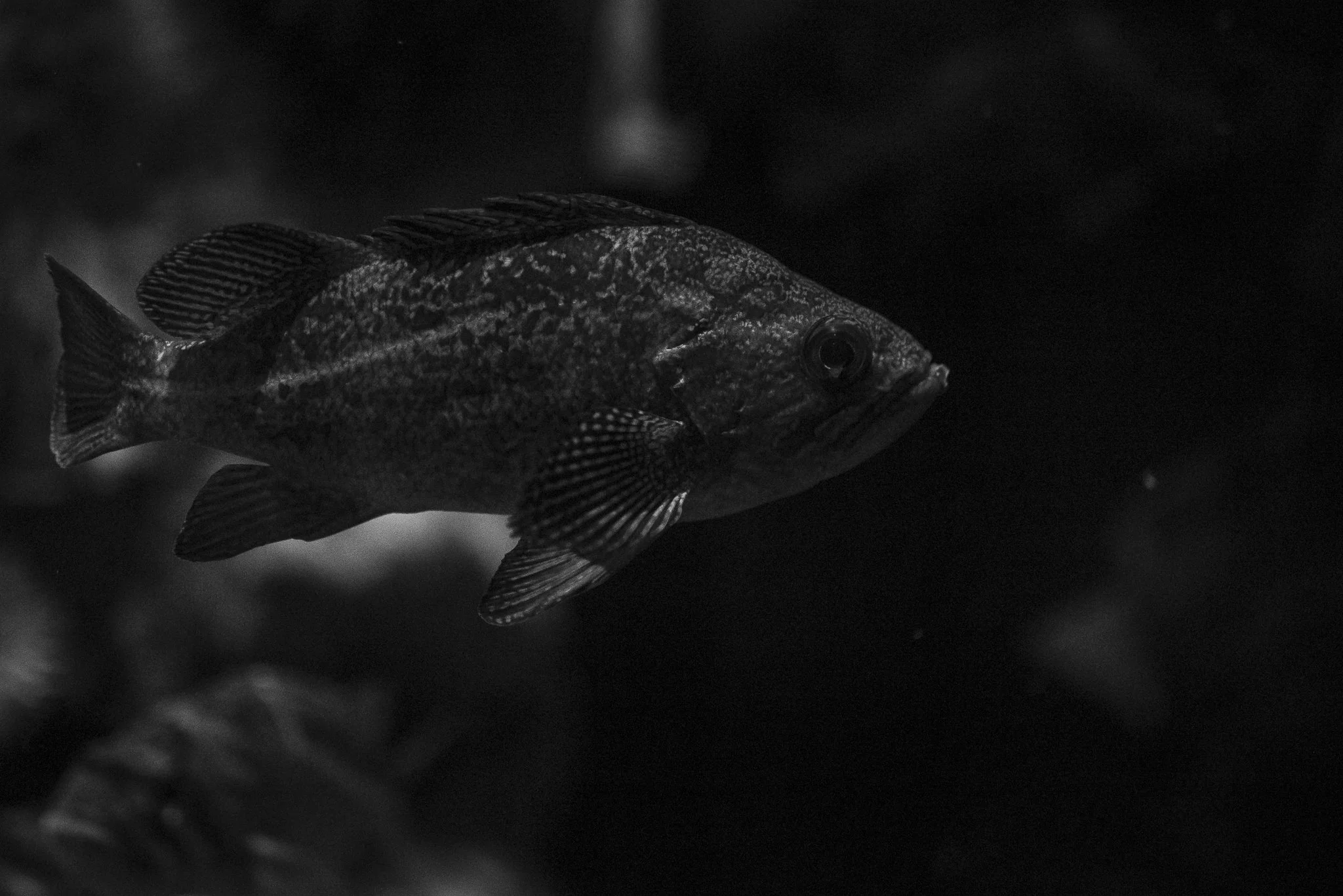 Aquarium No WM-62.jpg