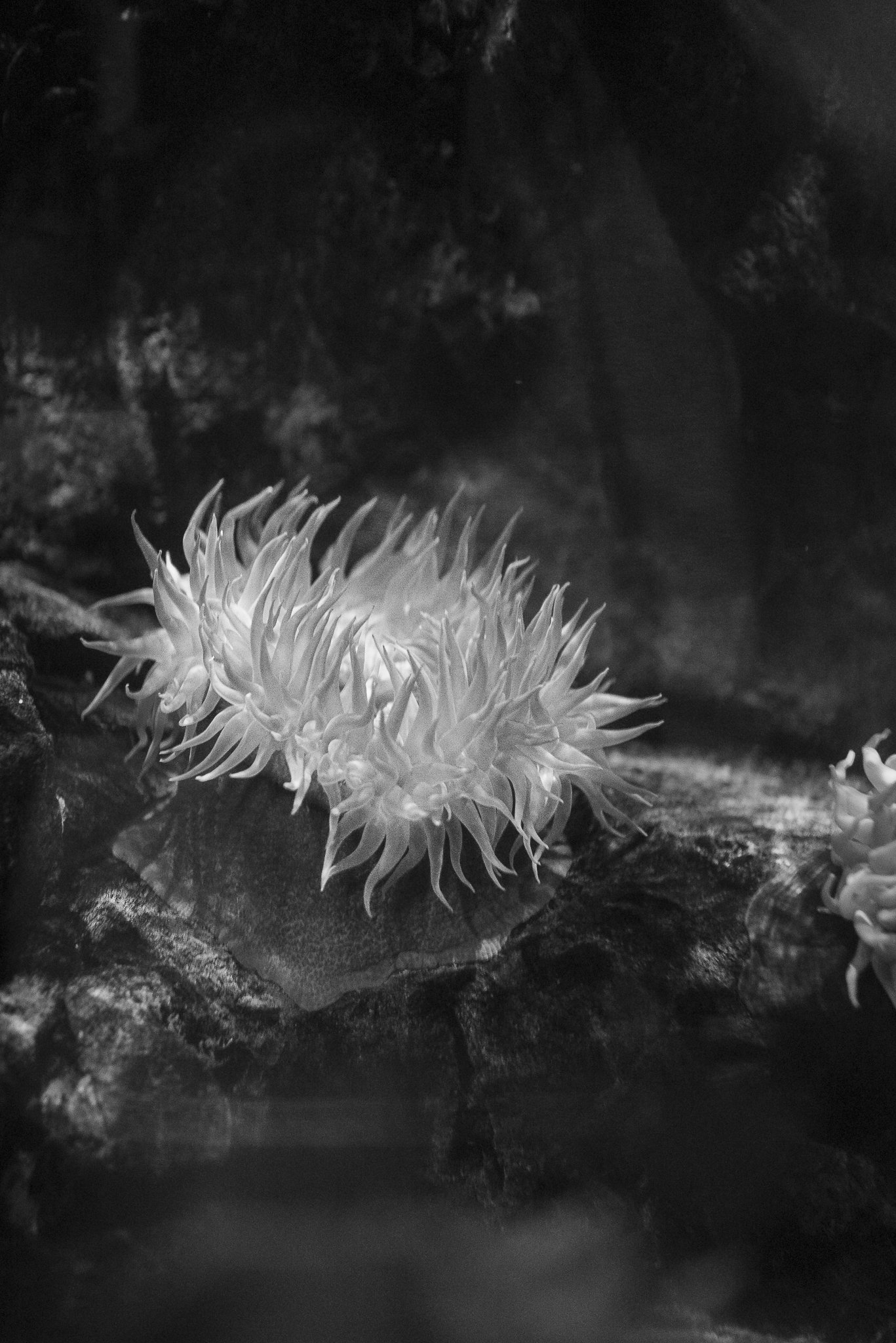 Aquarium No WM-63.jpg