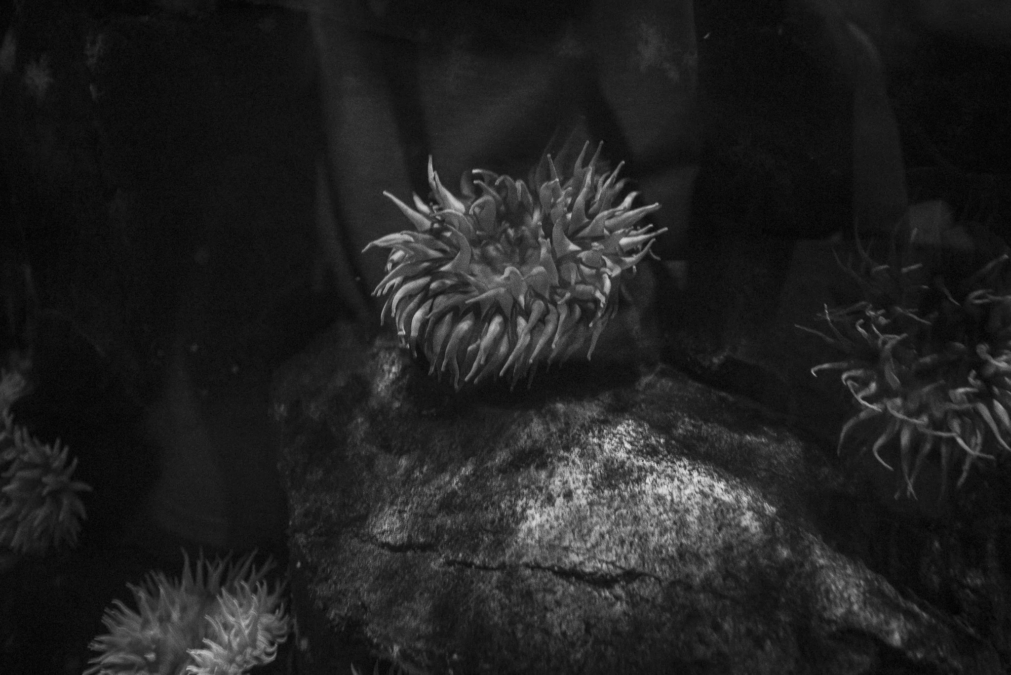 Aquarium No WM-64.jpg