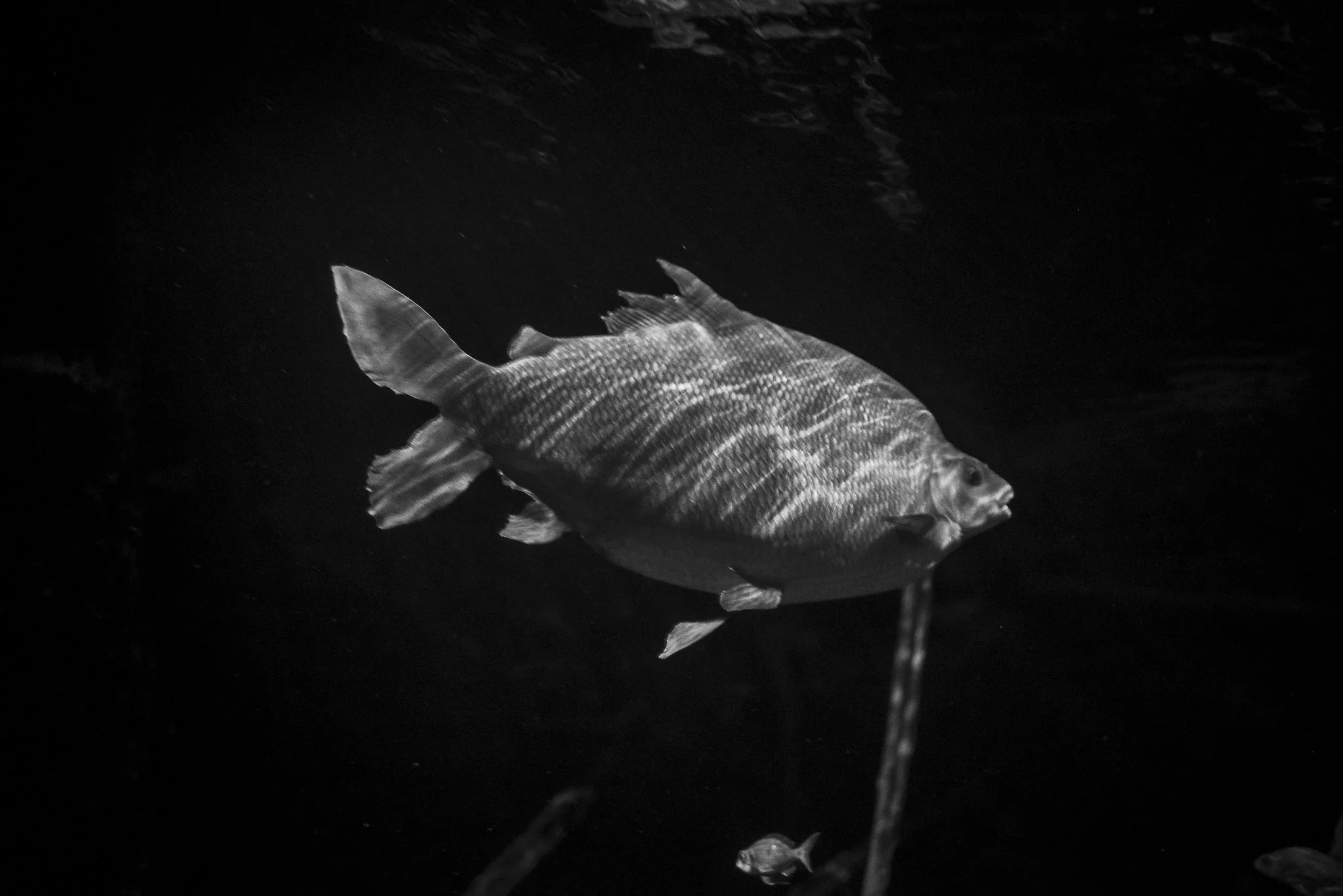 Aquarium No WM-04.jpg