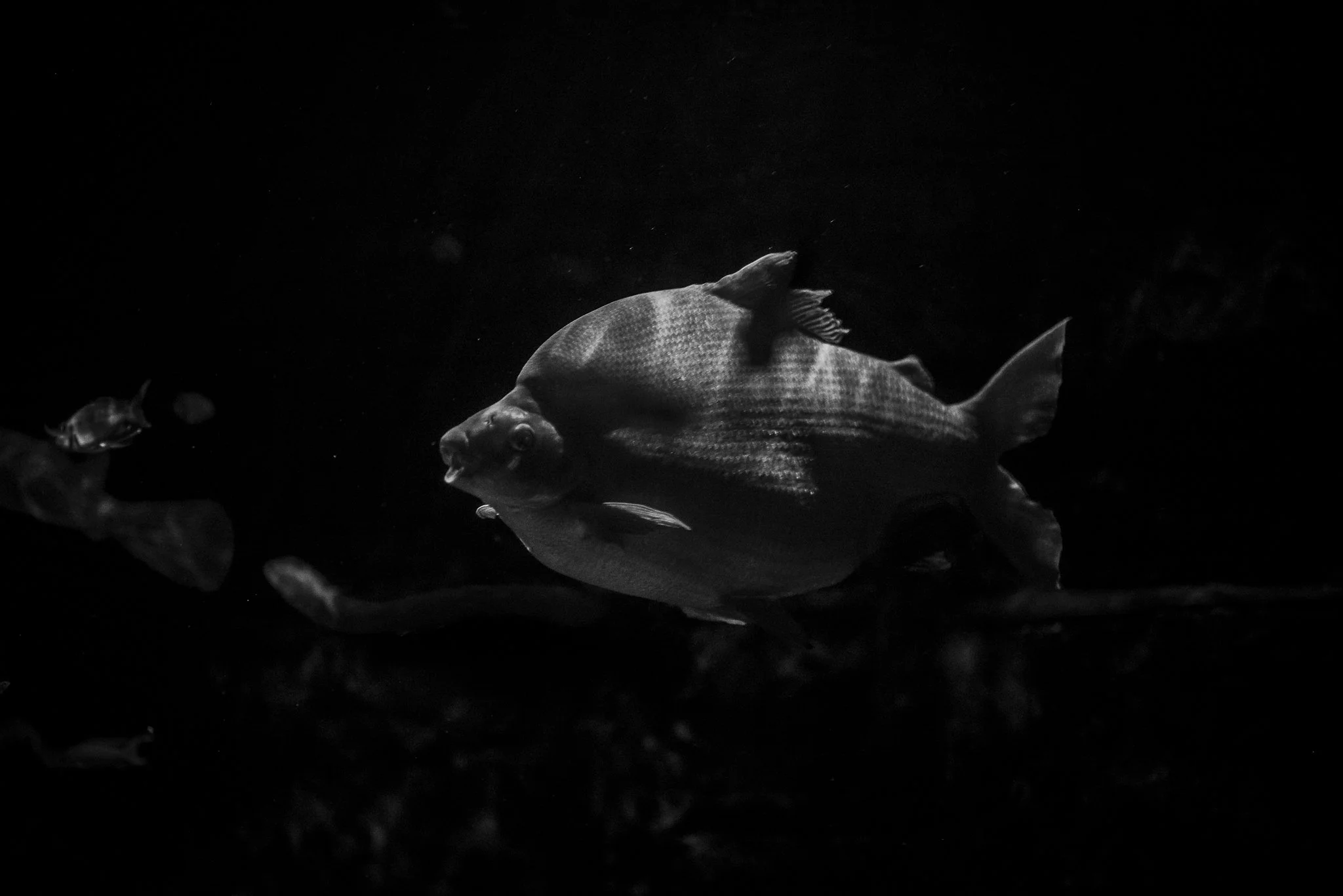 Aquarium No WM-05.jpg