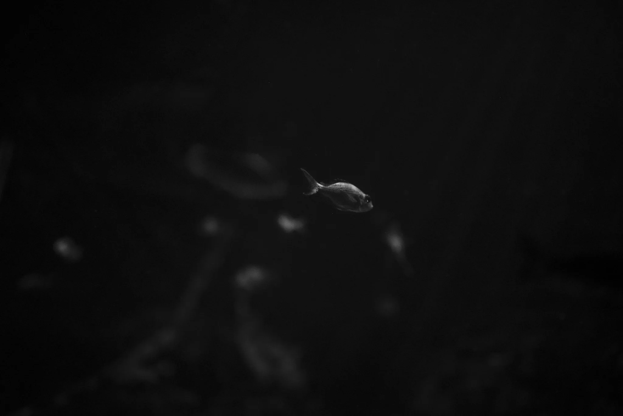 Aquarium No WM-06.jpg