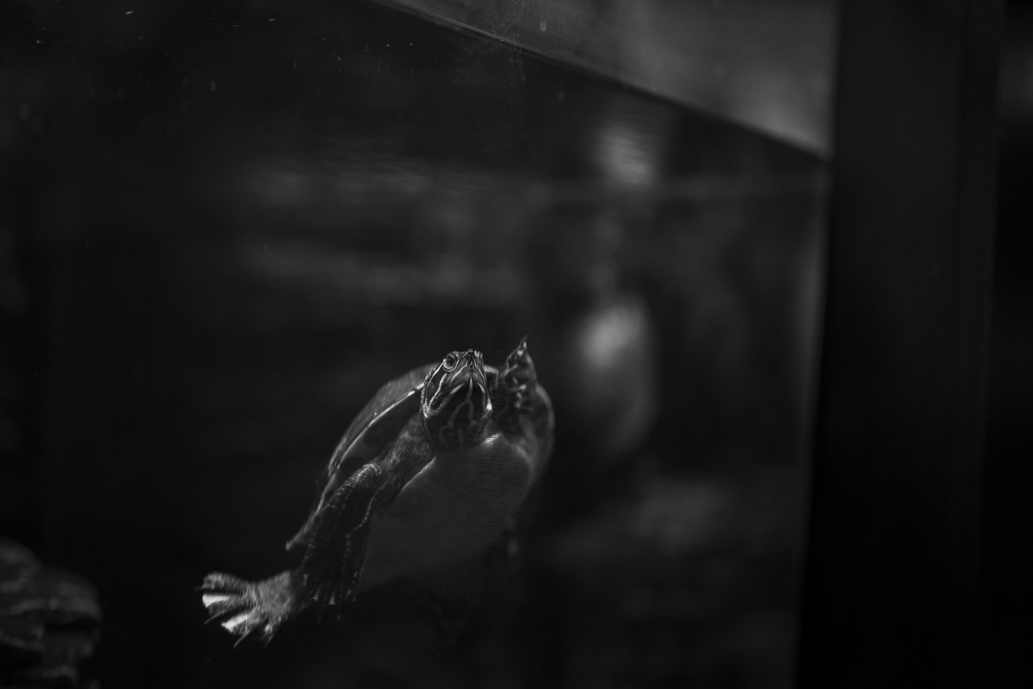 Aquarium No WM-10.jpg