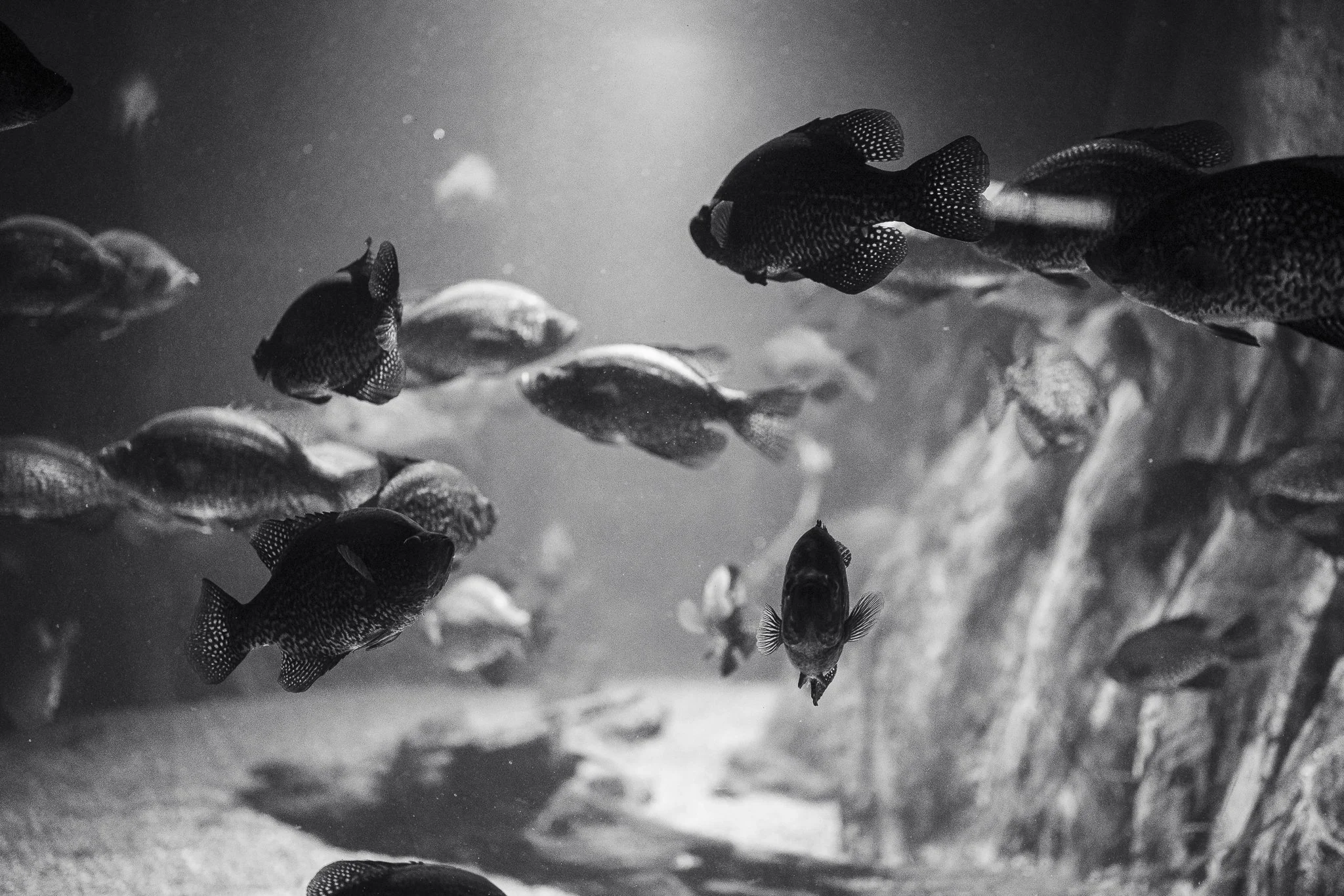 Aquarium No WM-16.jpg