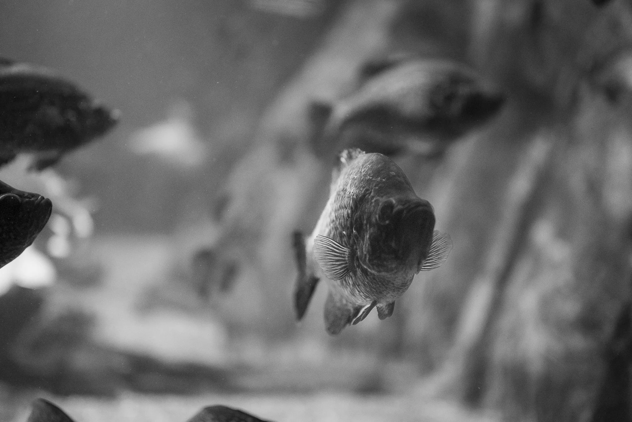 Aquarium No WM-17.jpg