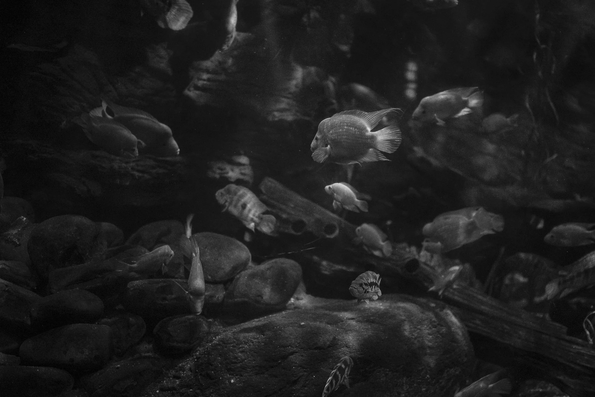 Aquarium No WM-23.jpg