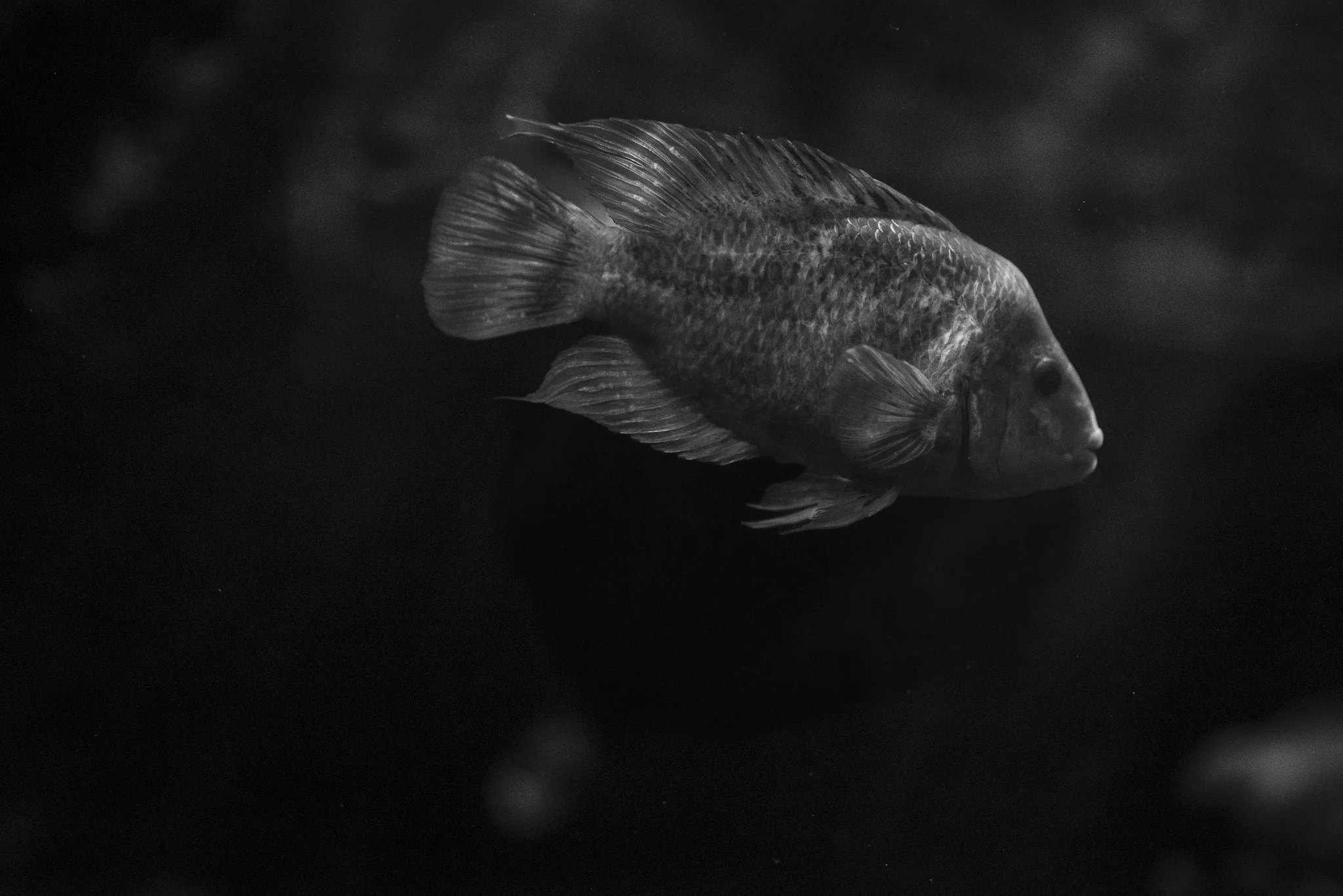 Aquarium No WM-24.jpg