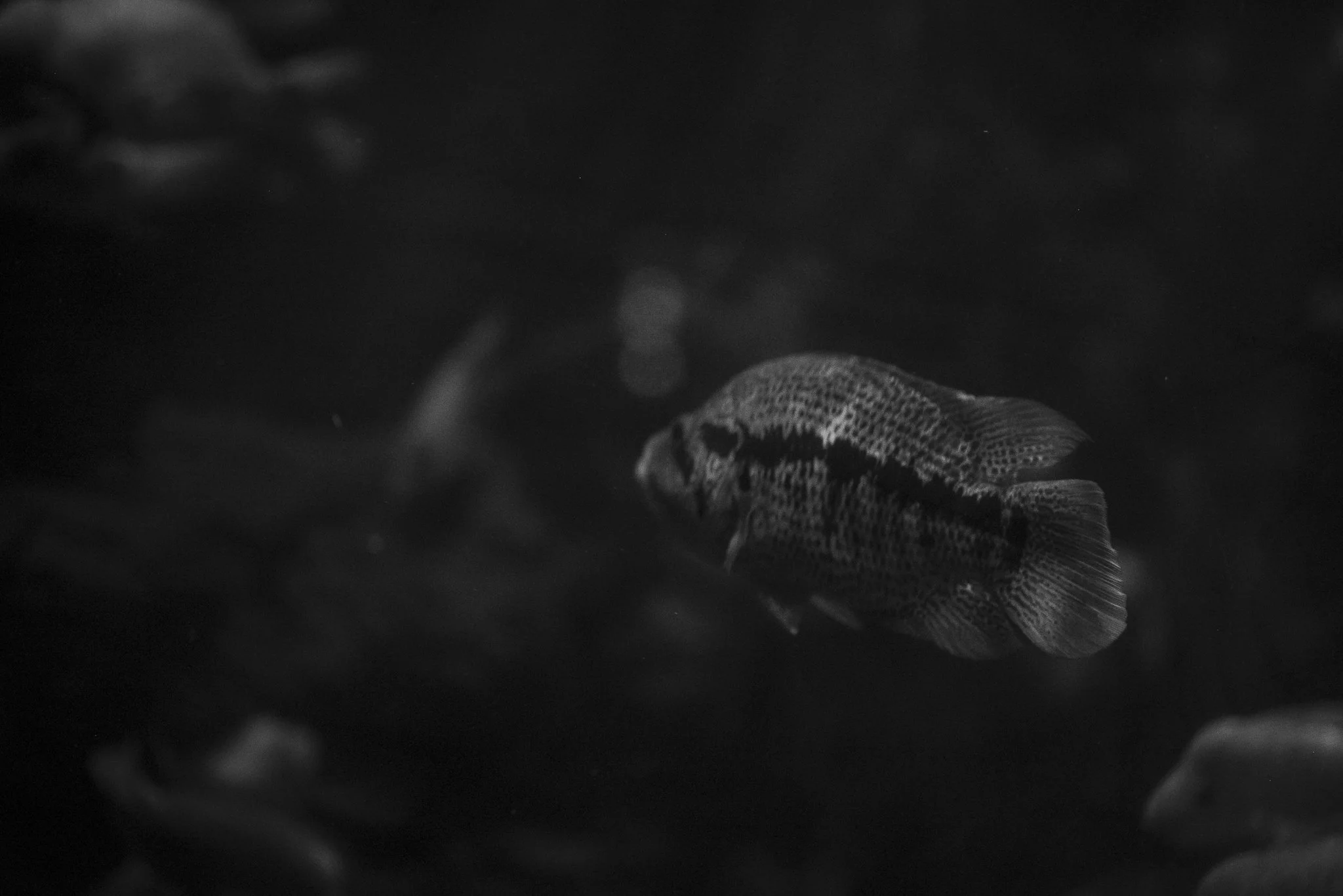 Aquarium No WM-25.jpg