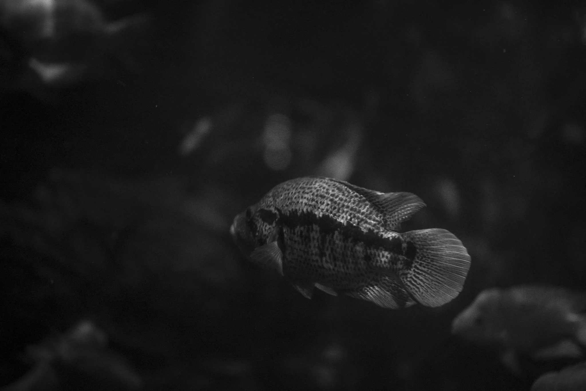 Aquarium No WM-26.jpg