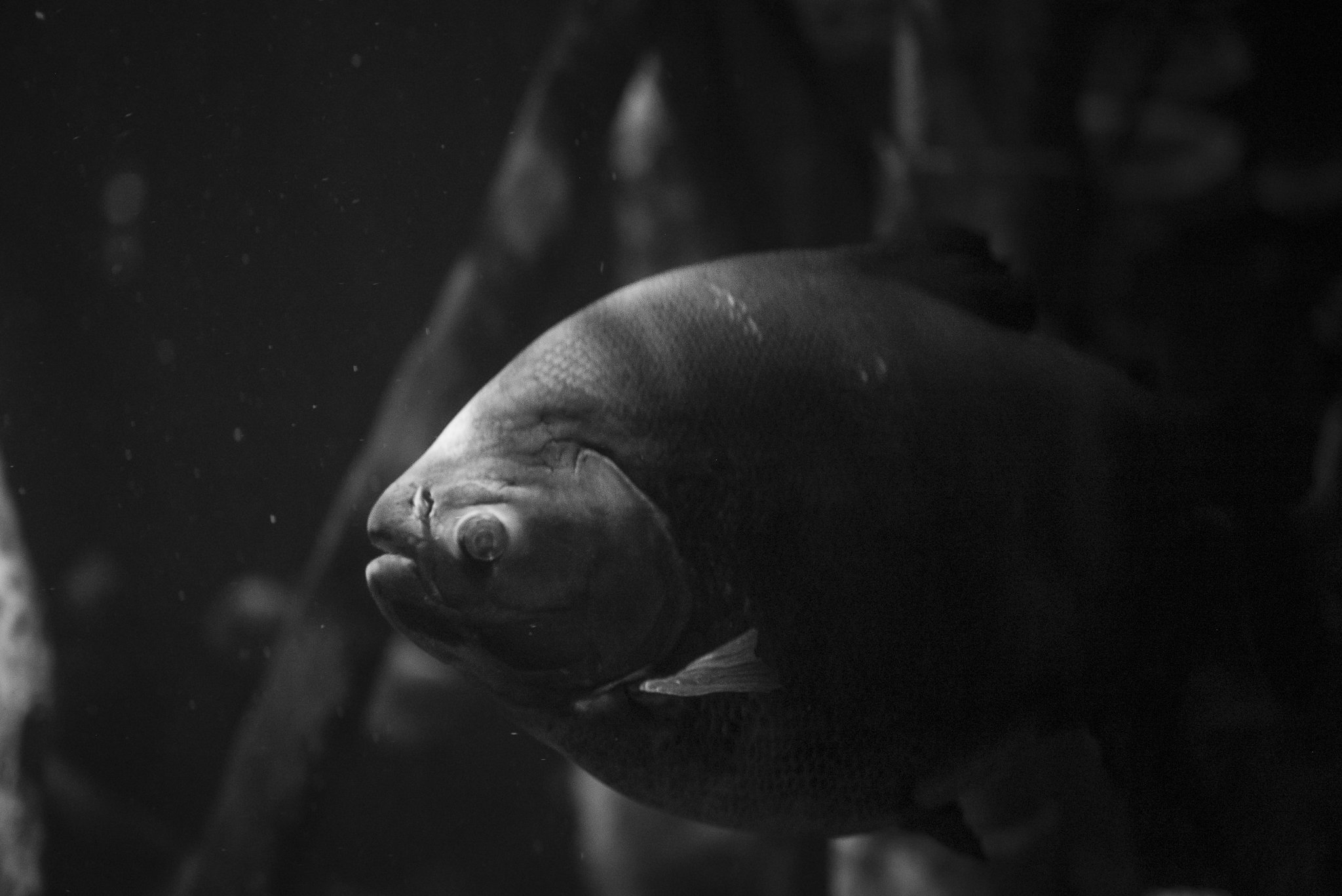 Aquarium No WM-30.jpg