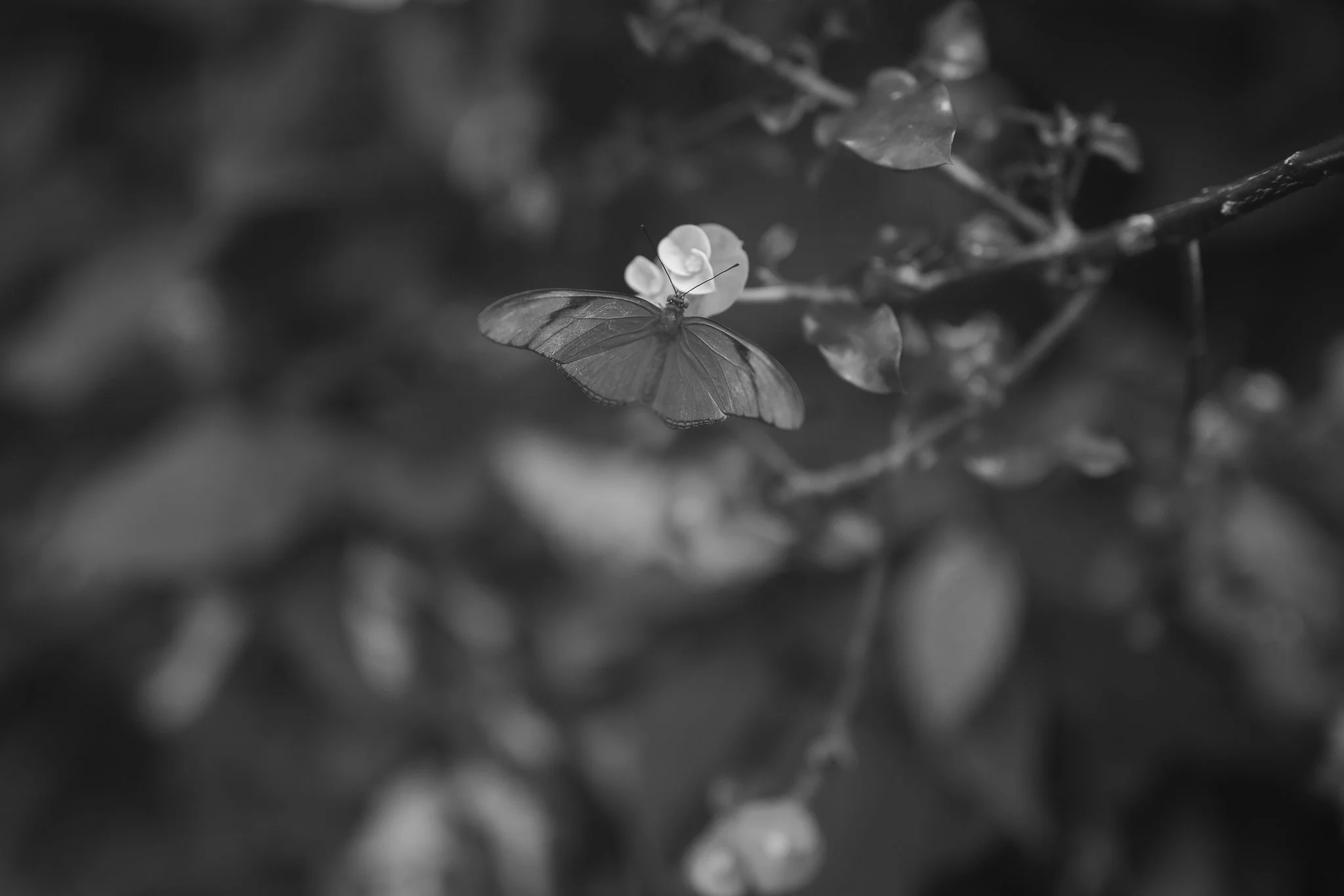 Aquarium No WM-50.jpg