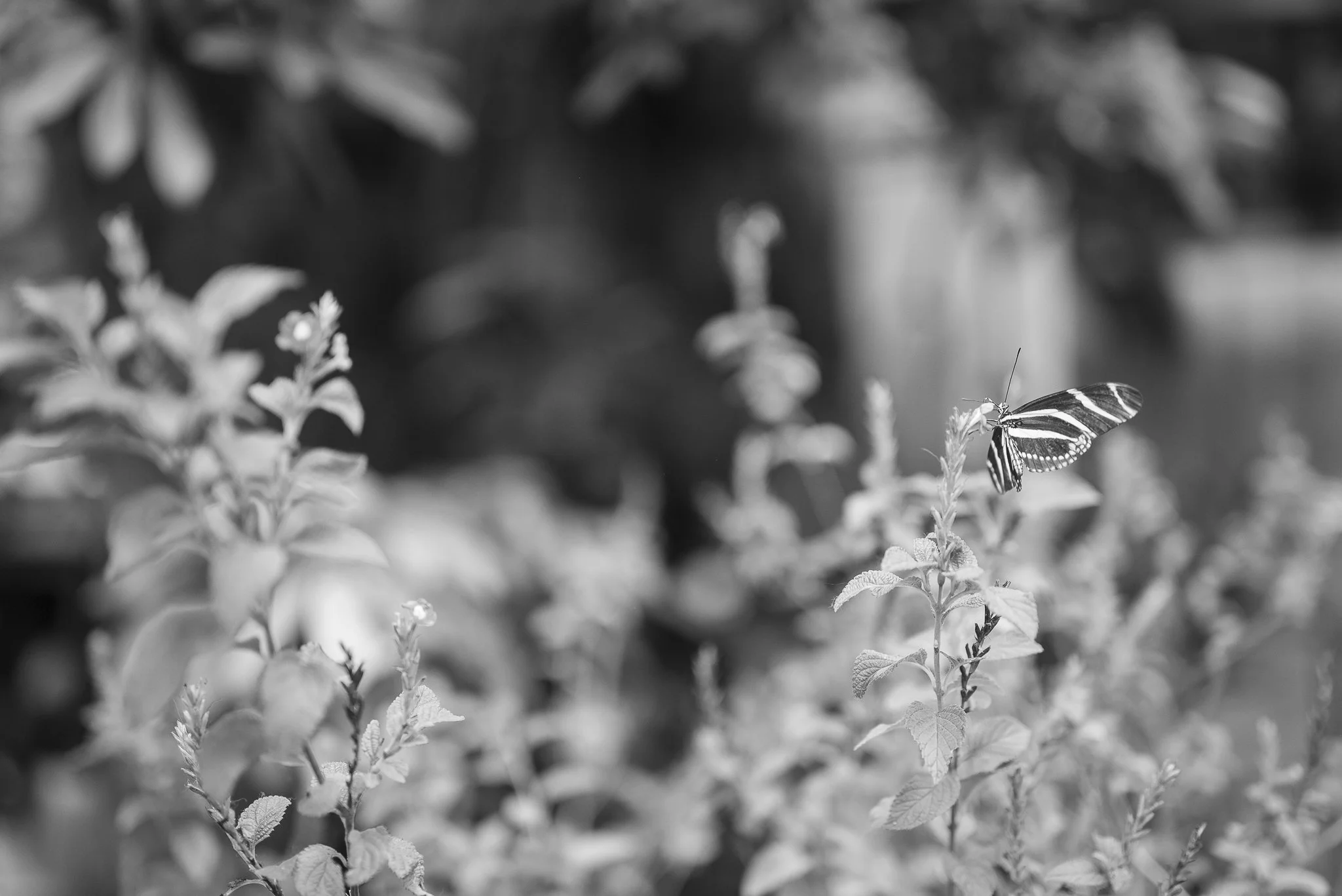 Aquarium No WM-54.jpg