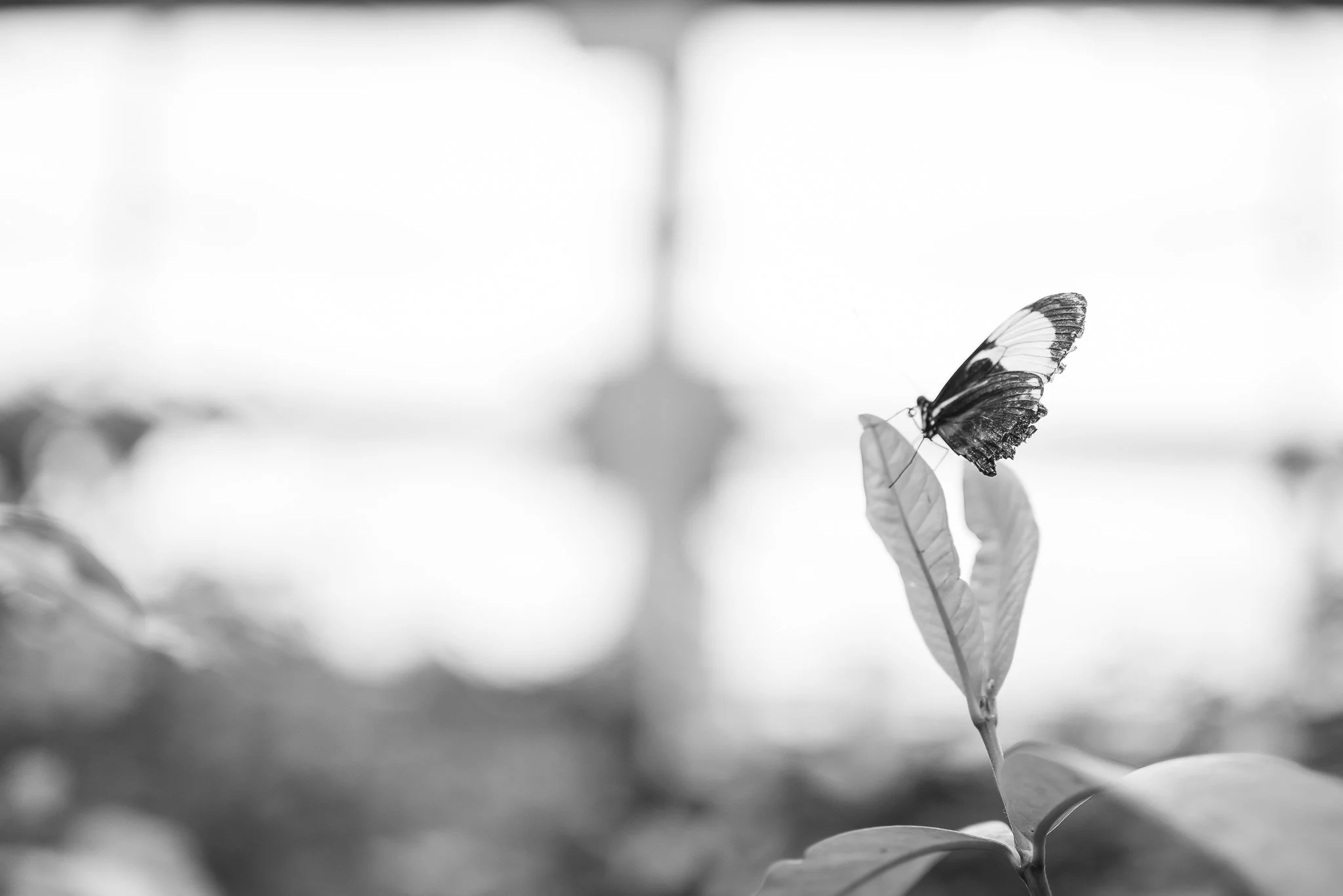 Aquarium No WM-55.jpg