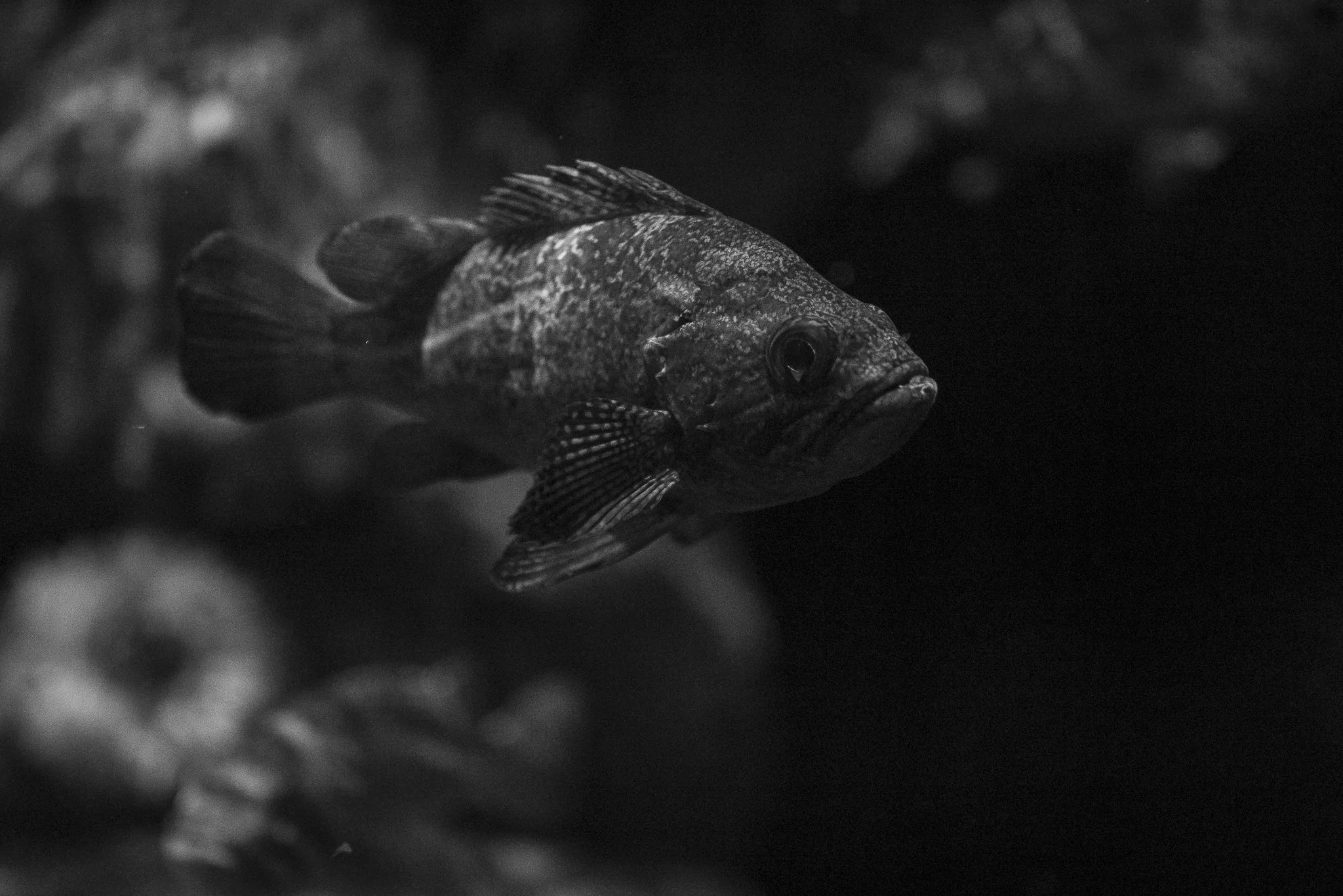 Aquarium No WM-61.jpg