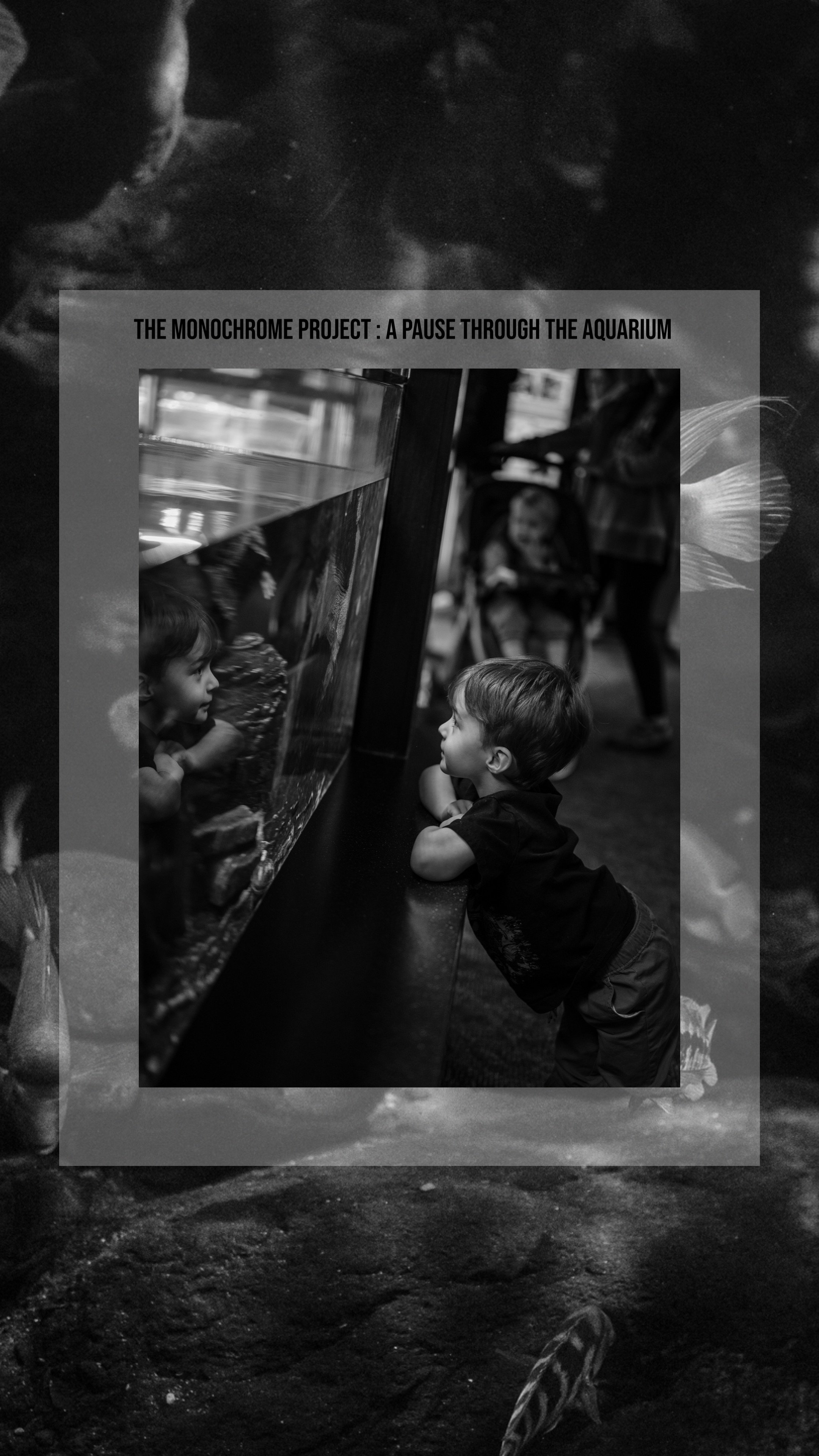 A pause through the aquarium 