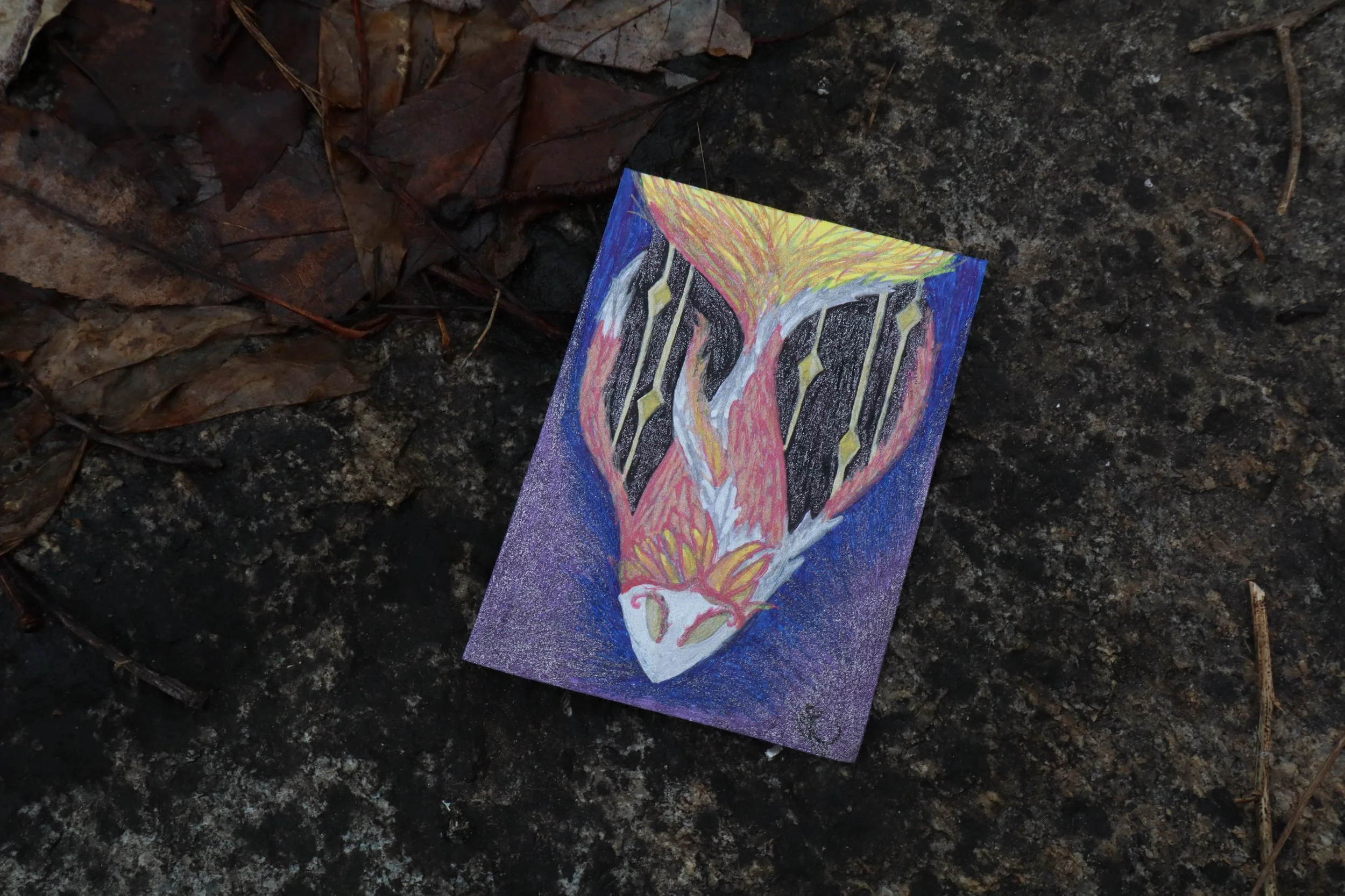 A Koi fish swimming the dawn into being. 