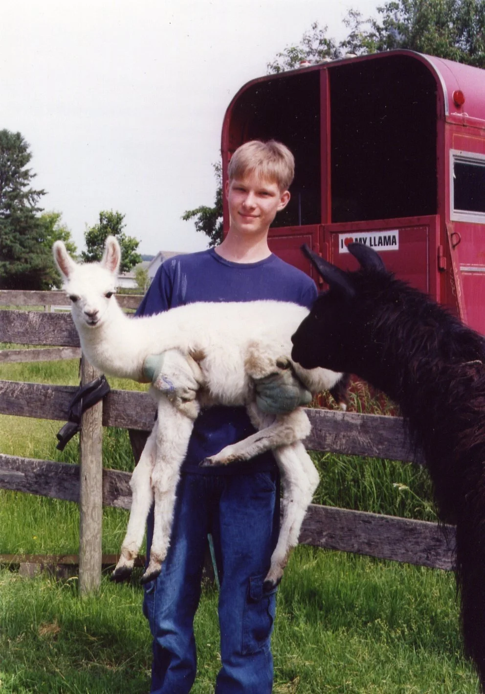 Matthew and Cheri’s Llama
