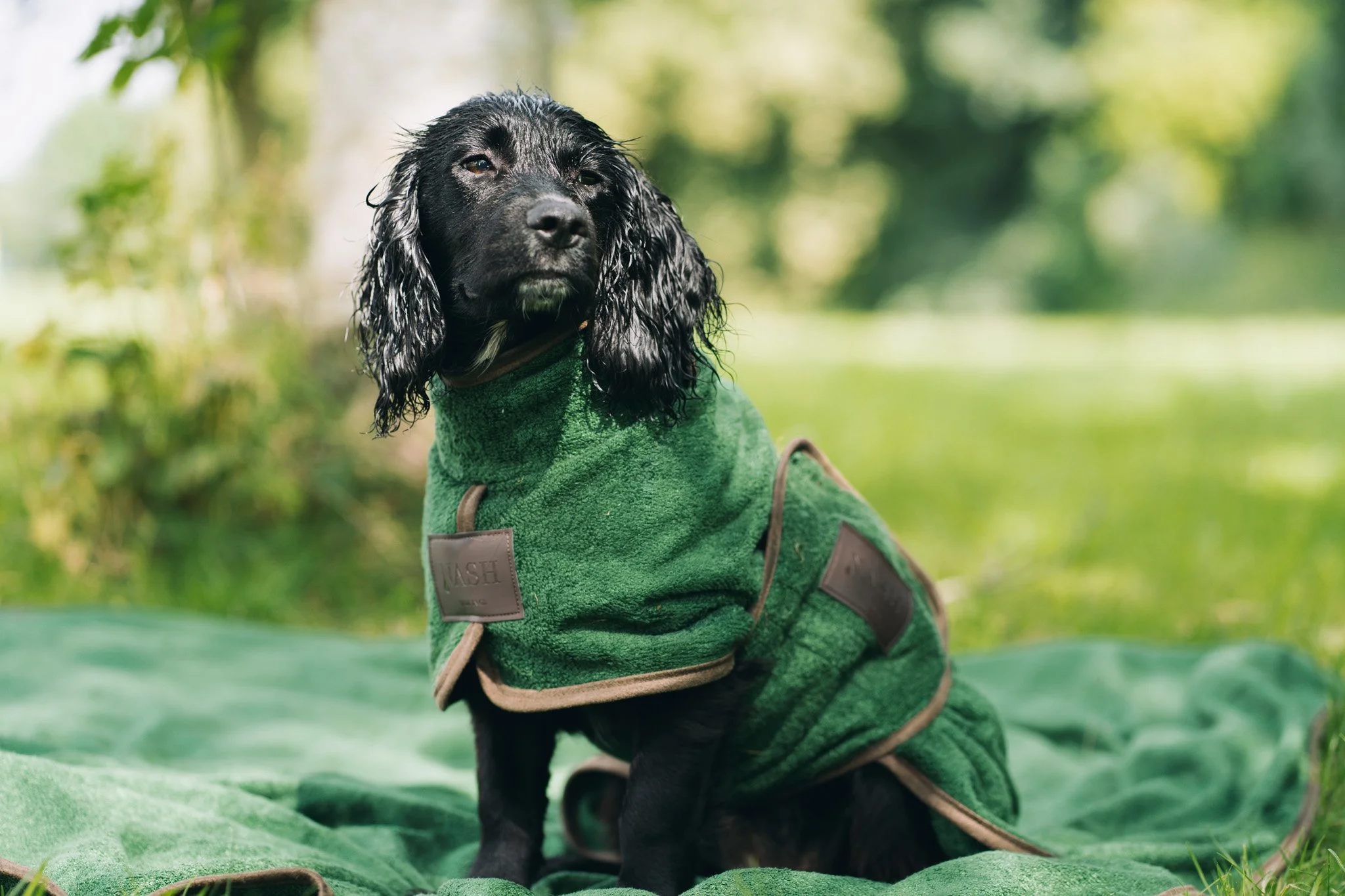 Nash Dog Co - Rebrand