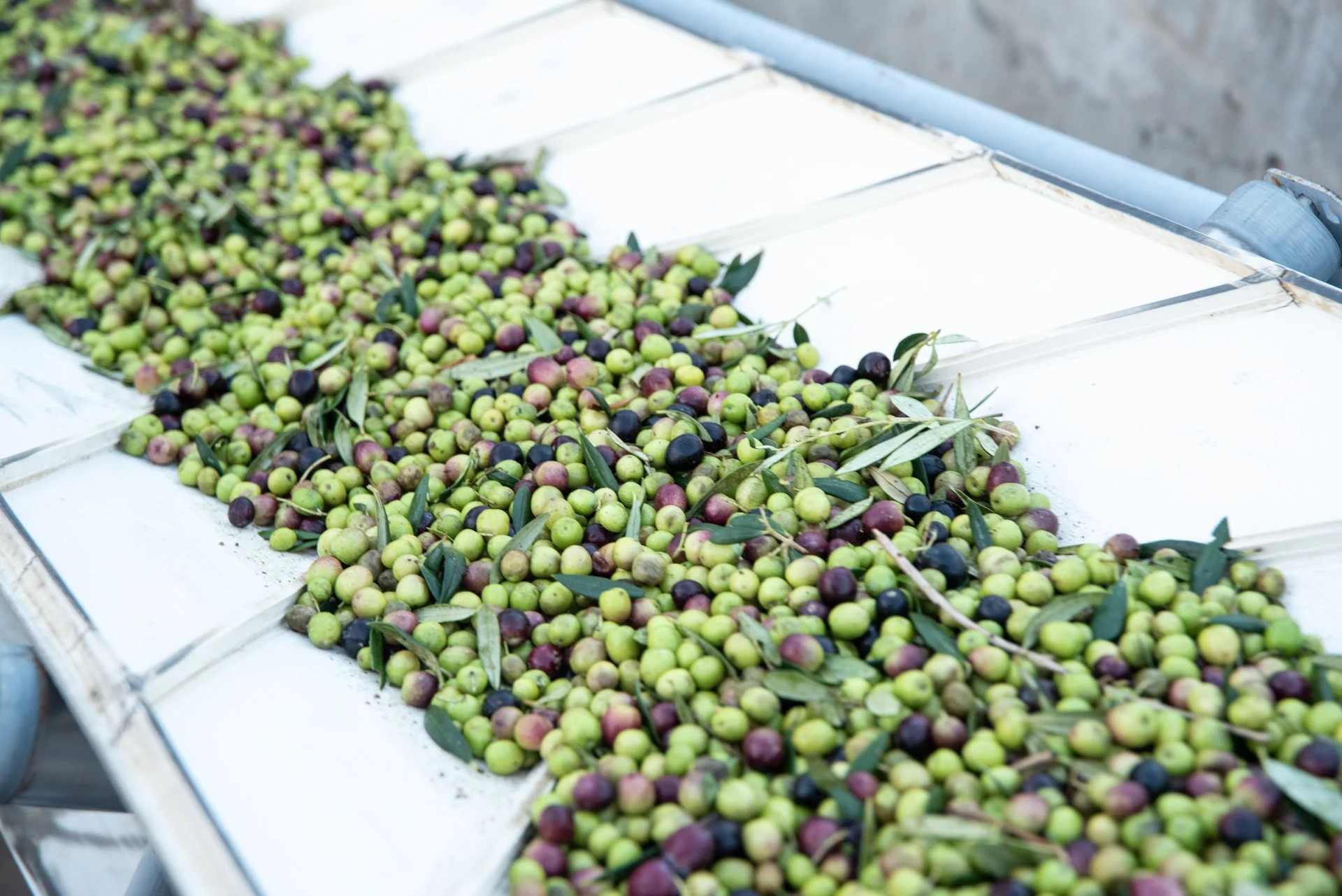Aceitunas verdes, moradas y negras en una mesa de cosecha, con hojas y ramas.