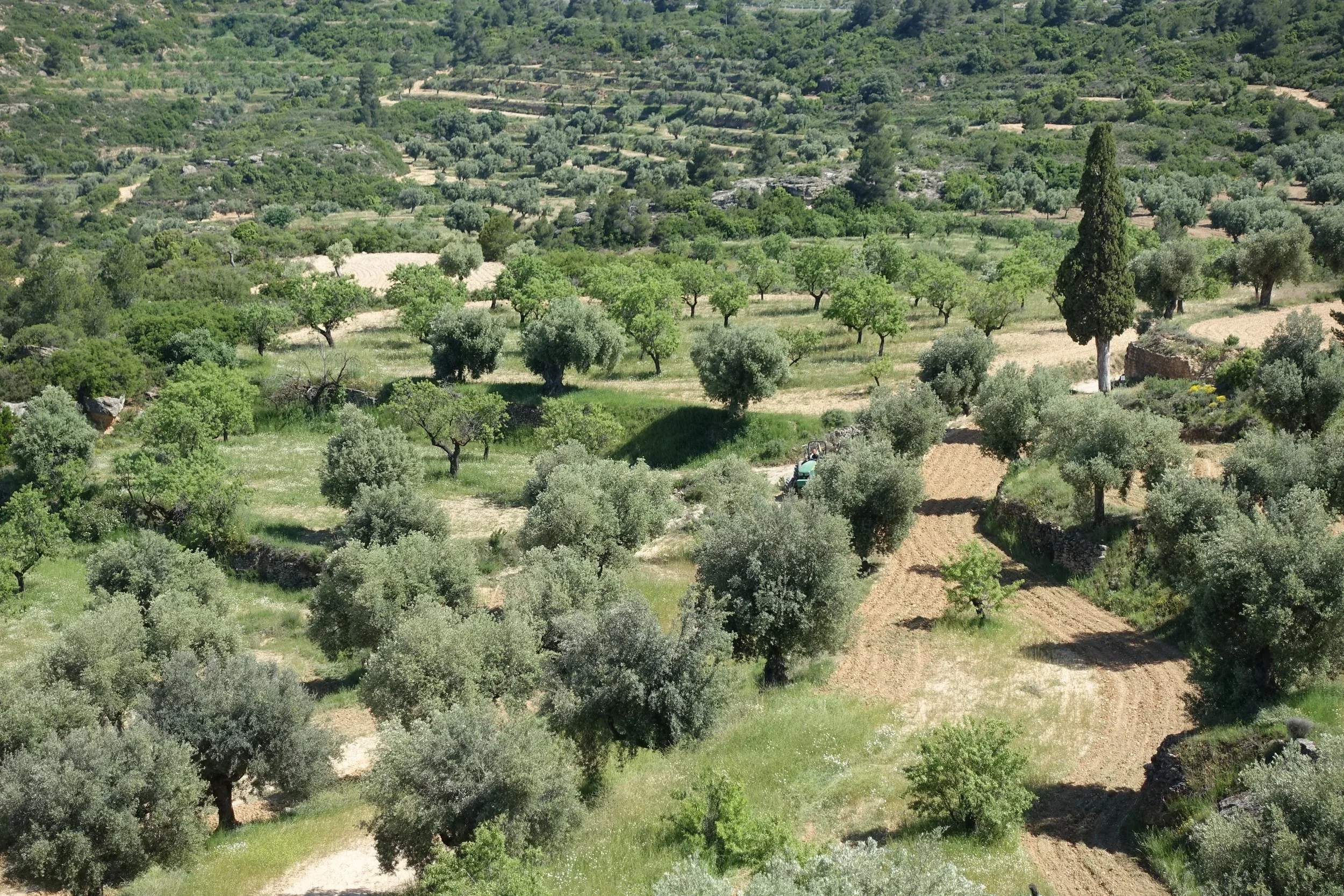 Paisaje agrícola con árboles y parcelas de tierra, en un entorno montañoso