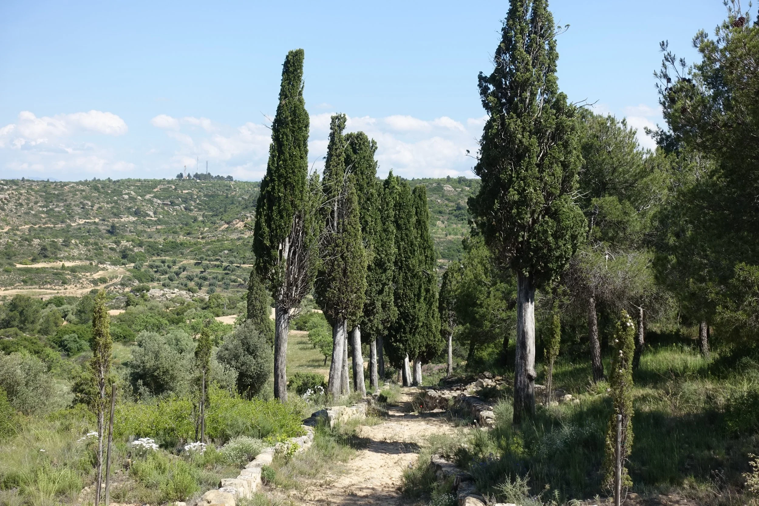 Camino de tierra rodeado de árboles altos y verdes, con colinas en el fondo y cielos azules con nubes blancas.