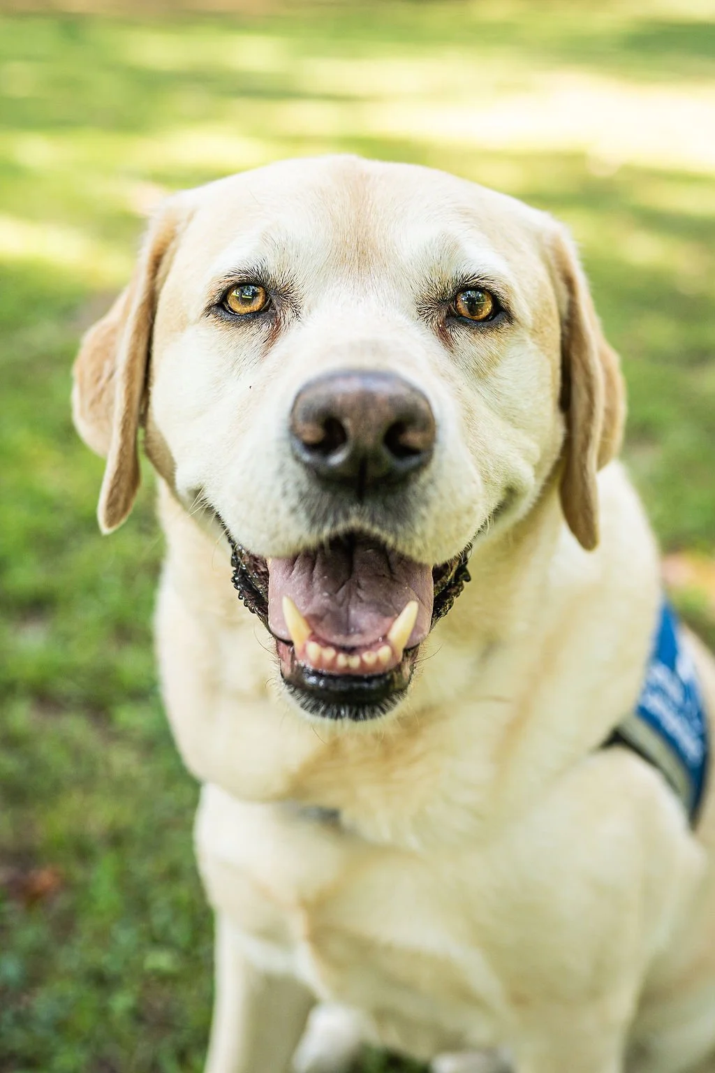 Animal Assisted Therapy