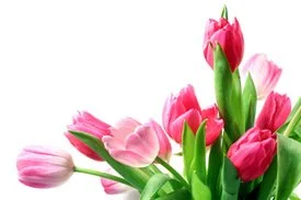 Pink tulips