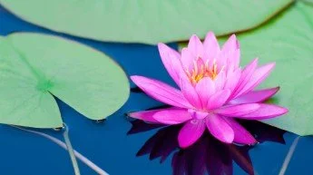 Water lilly