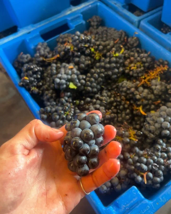 Sorting red grapes- Merlot and Syrah from the vineyards on Pico island  @azoreswinecompany #merlot #syrah #wine #winemaking #pico #winesofportugal