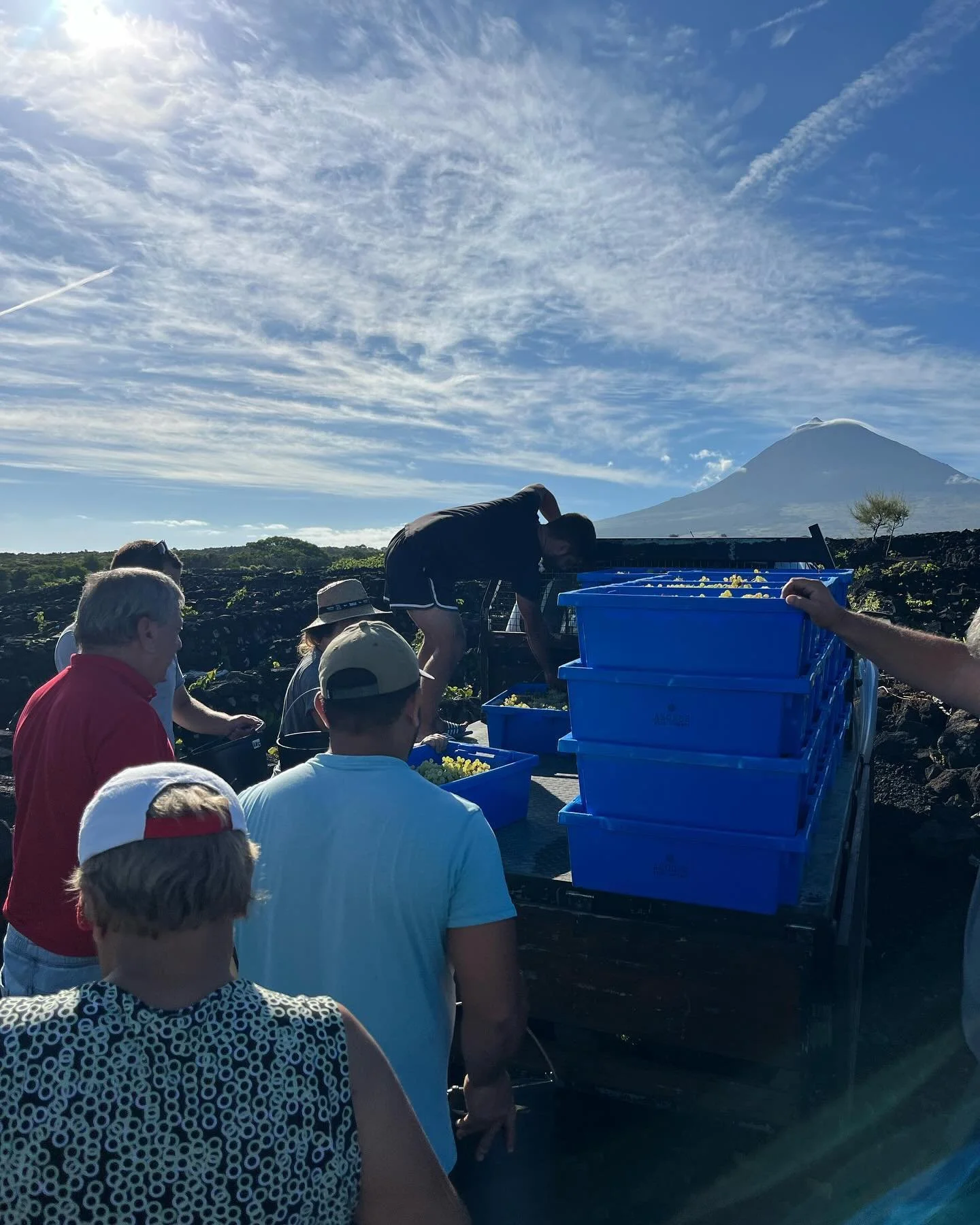 Harvesting Arinto dos A&ccedil;ores at @ag.sfm91 vineyards this morning. #pico #azores #winemaking #harvest24