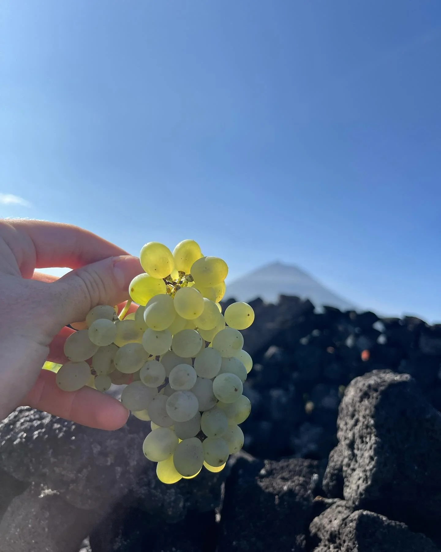 Picking verdelho this morning. #pico #harvest #verdelho #azores #winemaking @azoreswinecompany